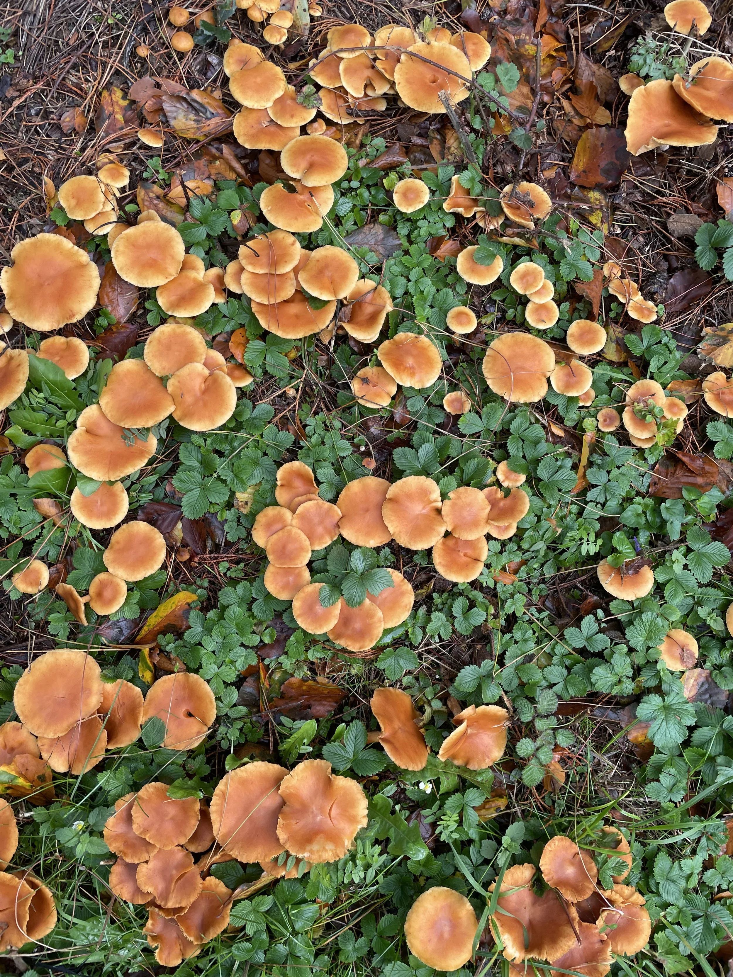 Fungi Carpet – by Diana Ross