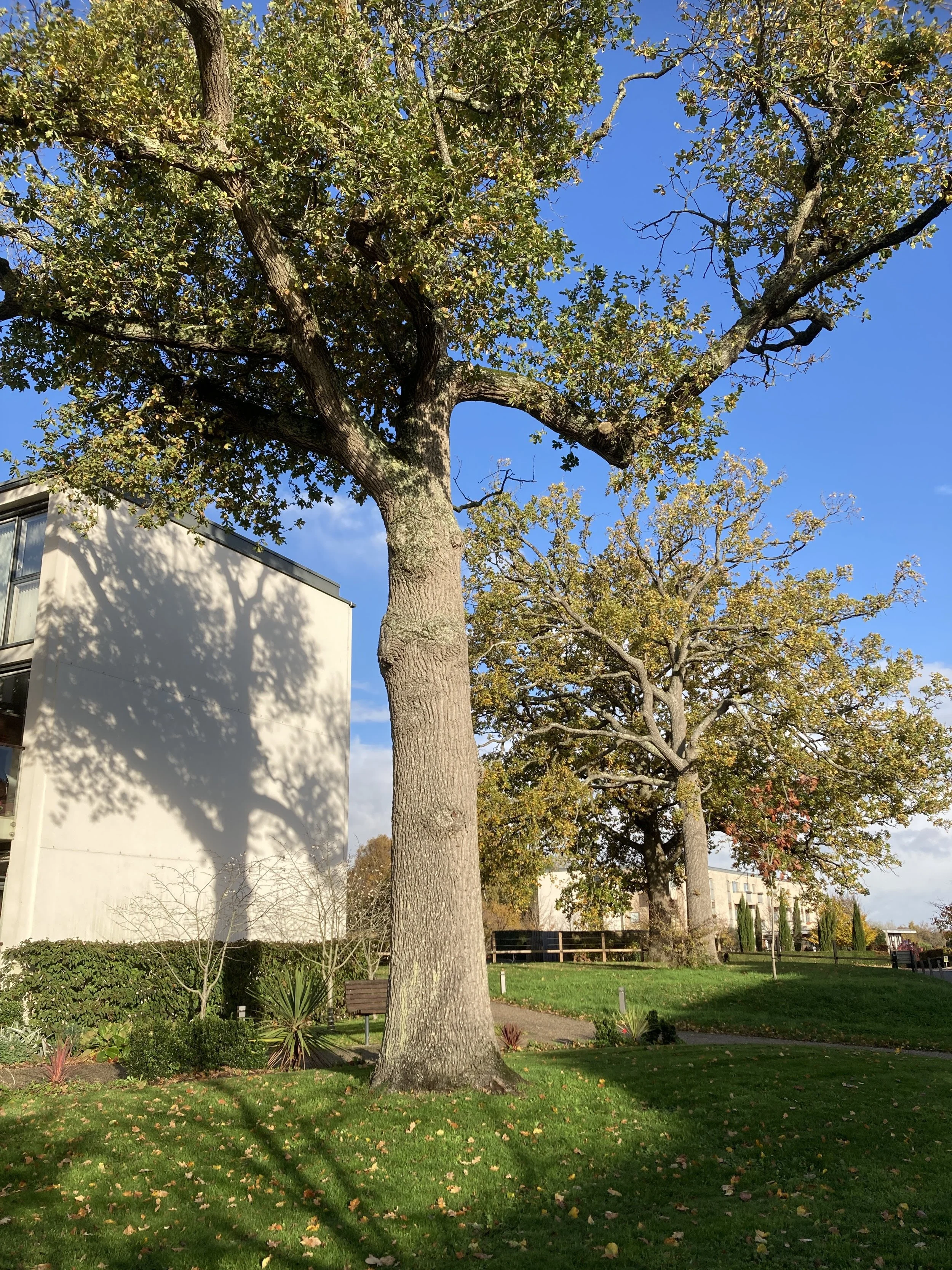 Sue Warren – “Oak and Shadow”