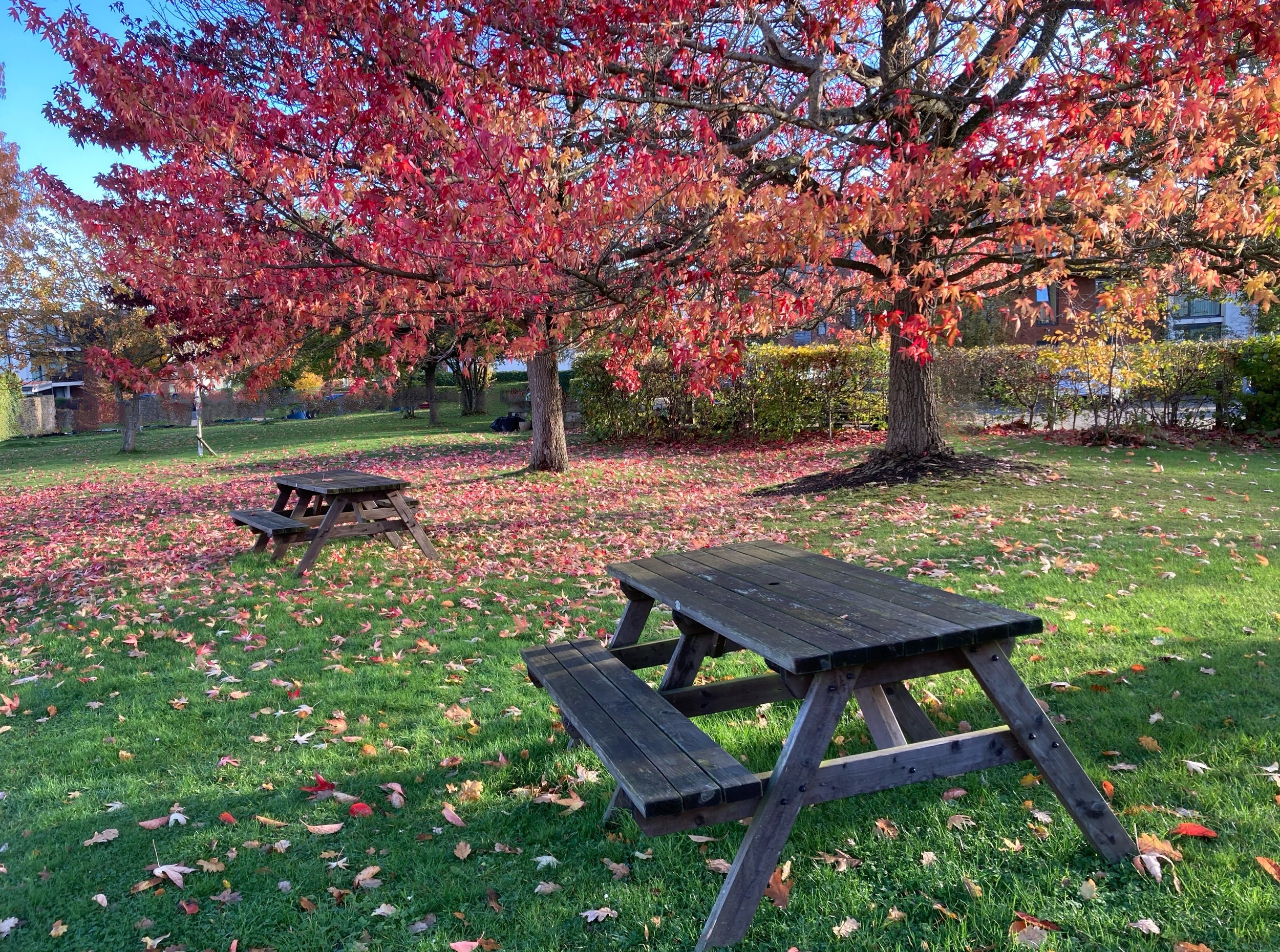 Sue Warren – “Fallen Leaves”