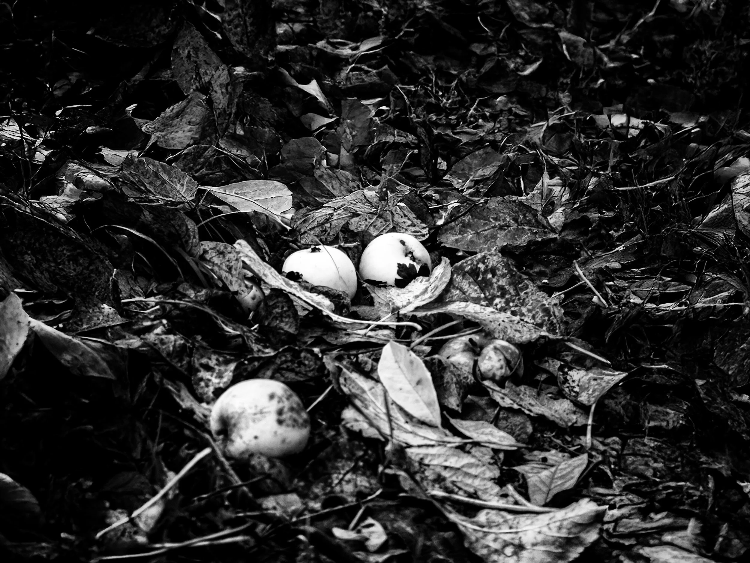 Vic Steadman – “Forest Orbs”