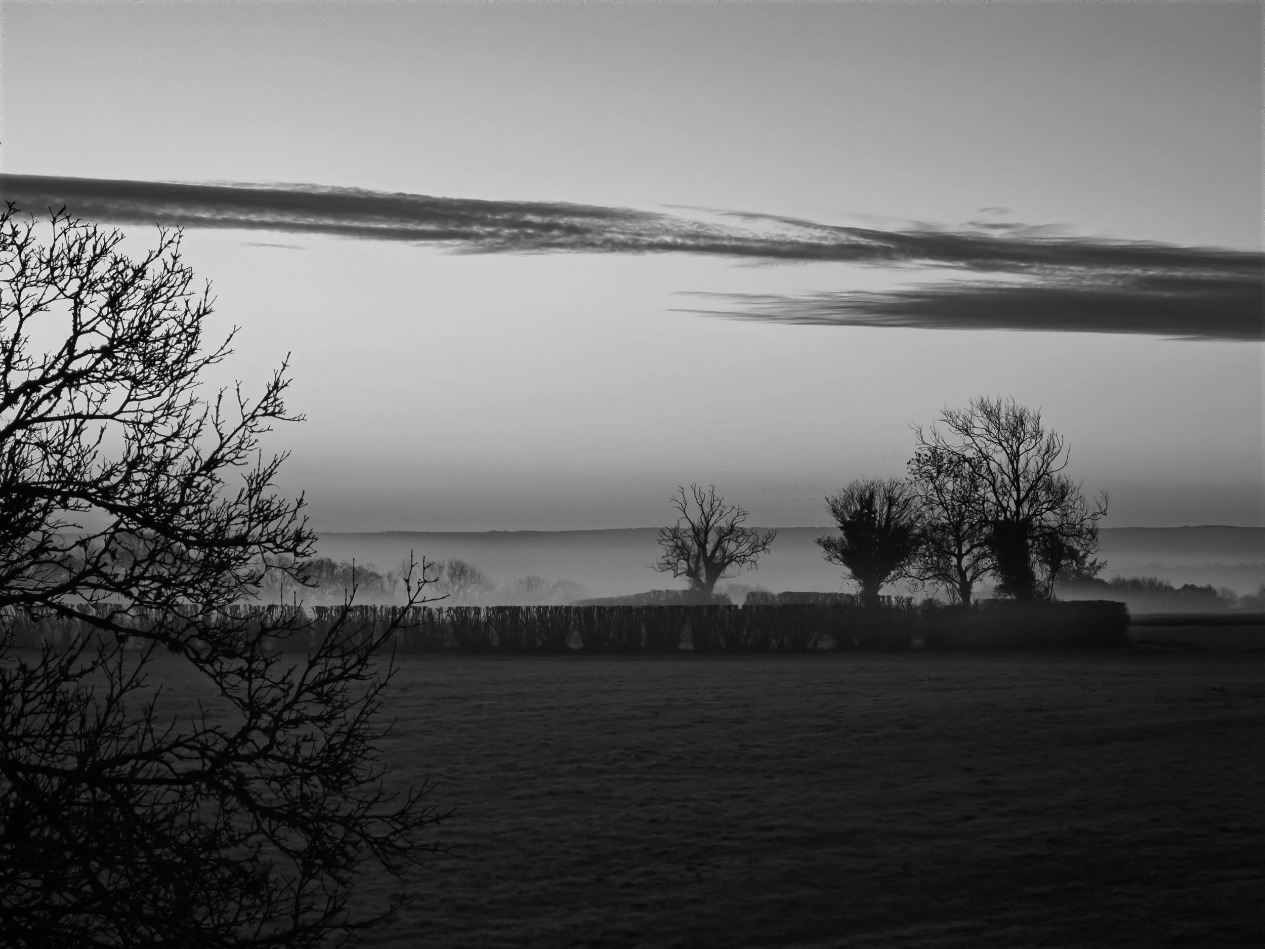 Vic Steadman – Winter Trees, Early Dawn (Mono)