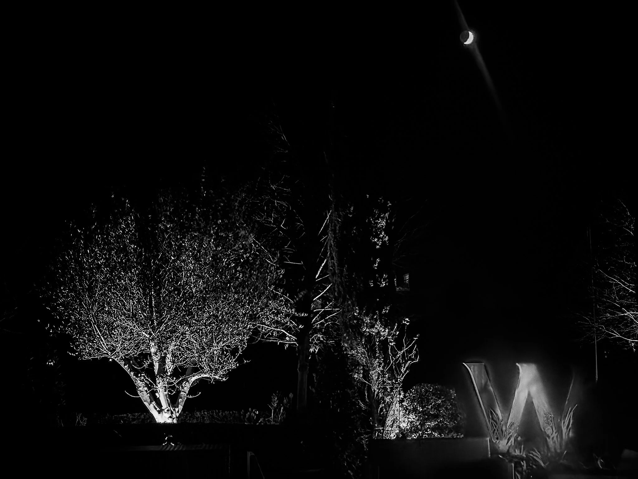 Vic Steadman – W Tree at Night