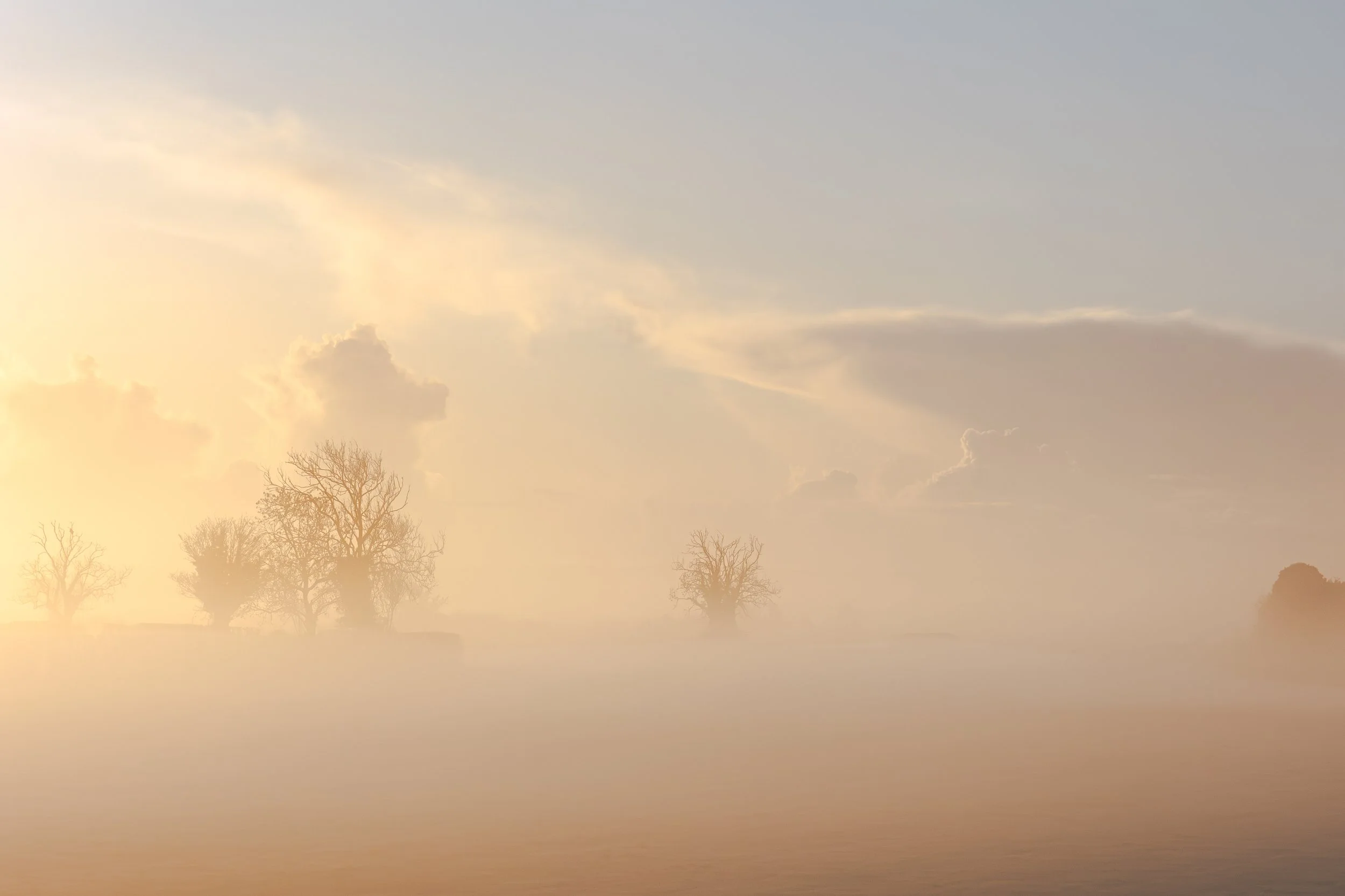 “Morning Gold Mist” — Vic Steadman