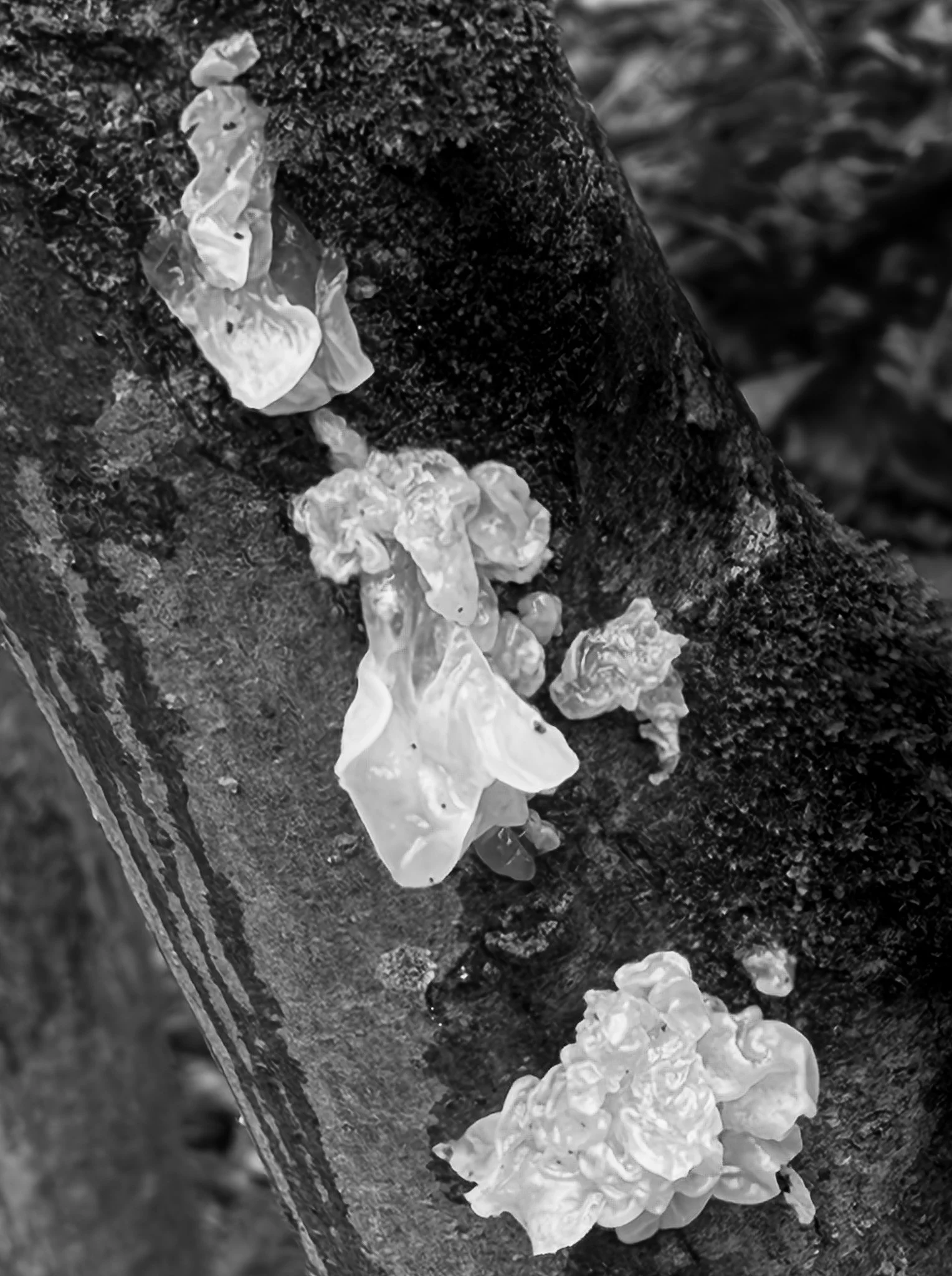 “Ice Fungus Detail” — Vic Steadman