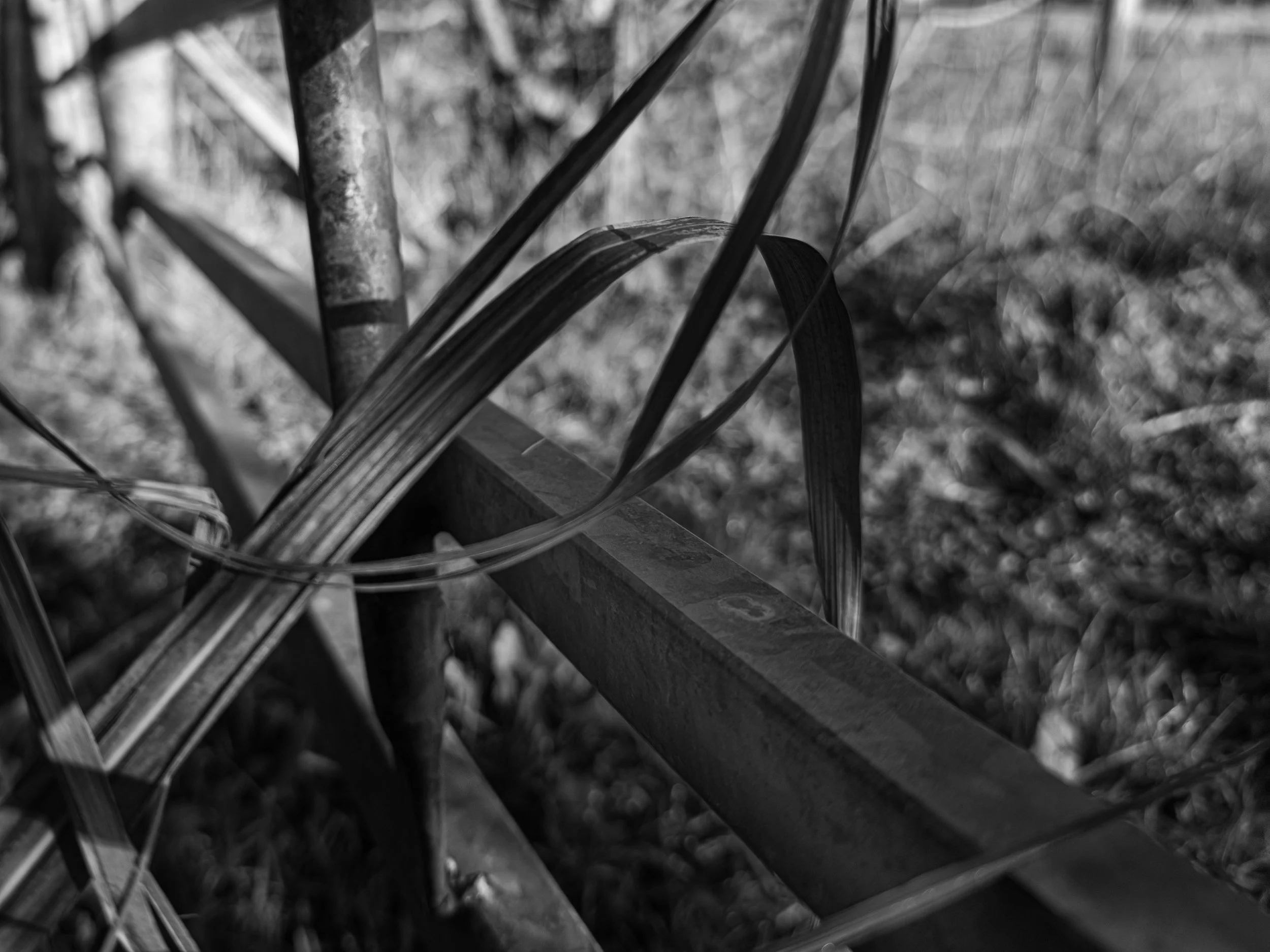  “Ribboned Reed Abstract” — Vic Steadman