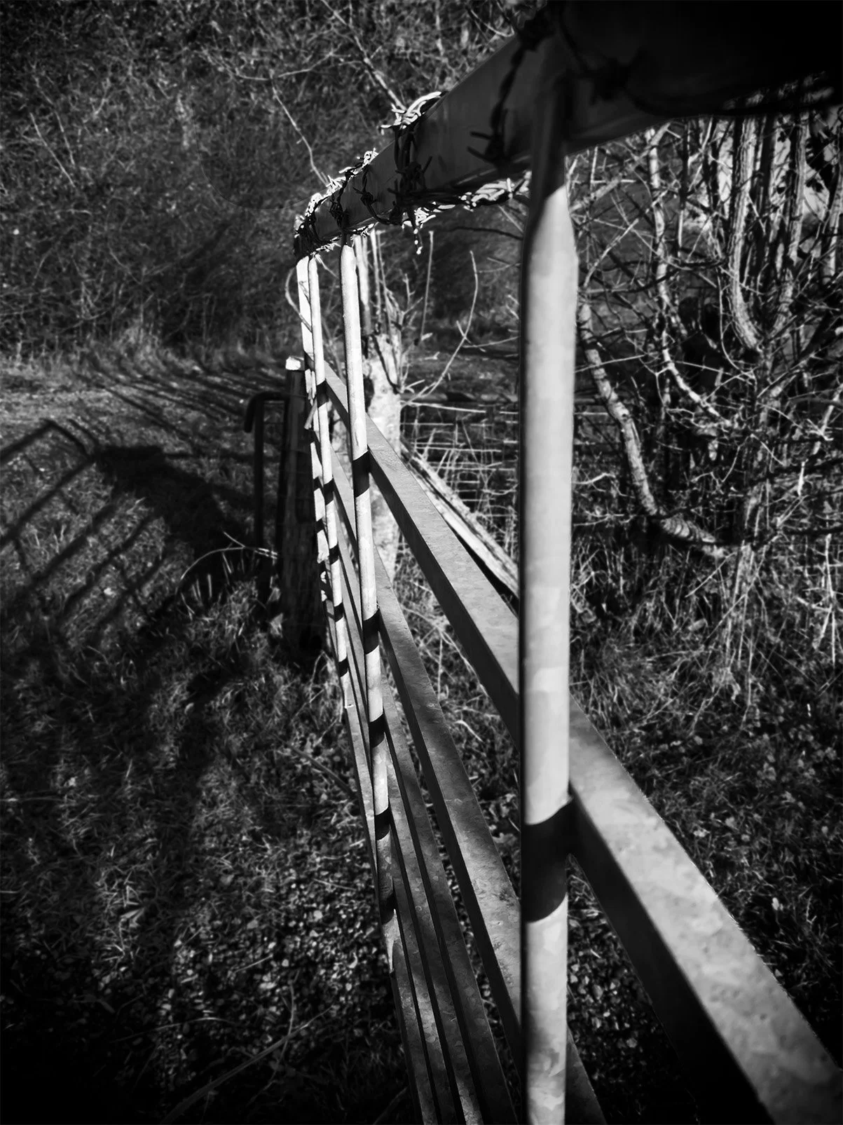 “Fence Perspective” — Vic Steadman