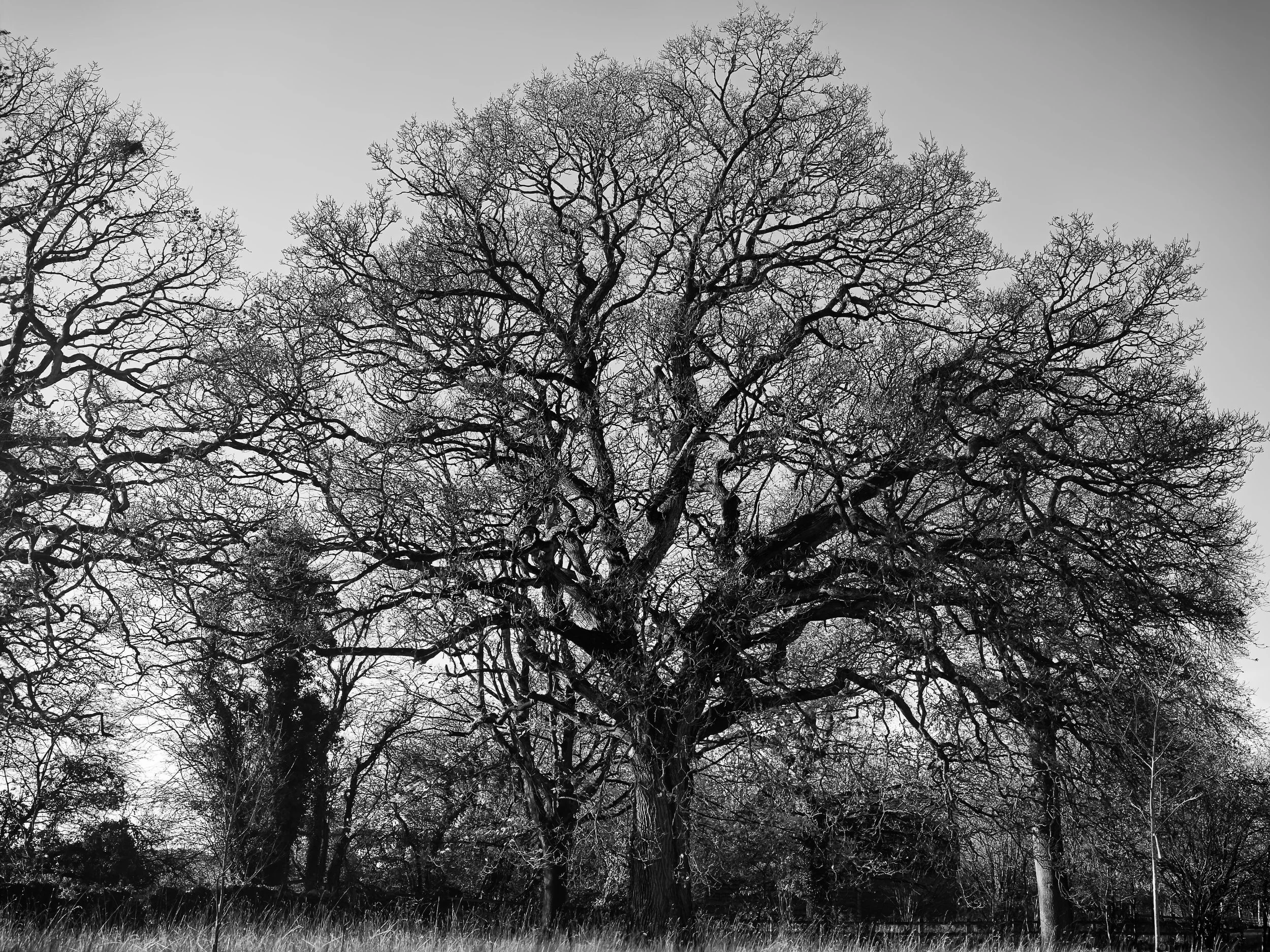  “Winter Oak” — Vic Steadman