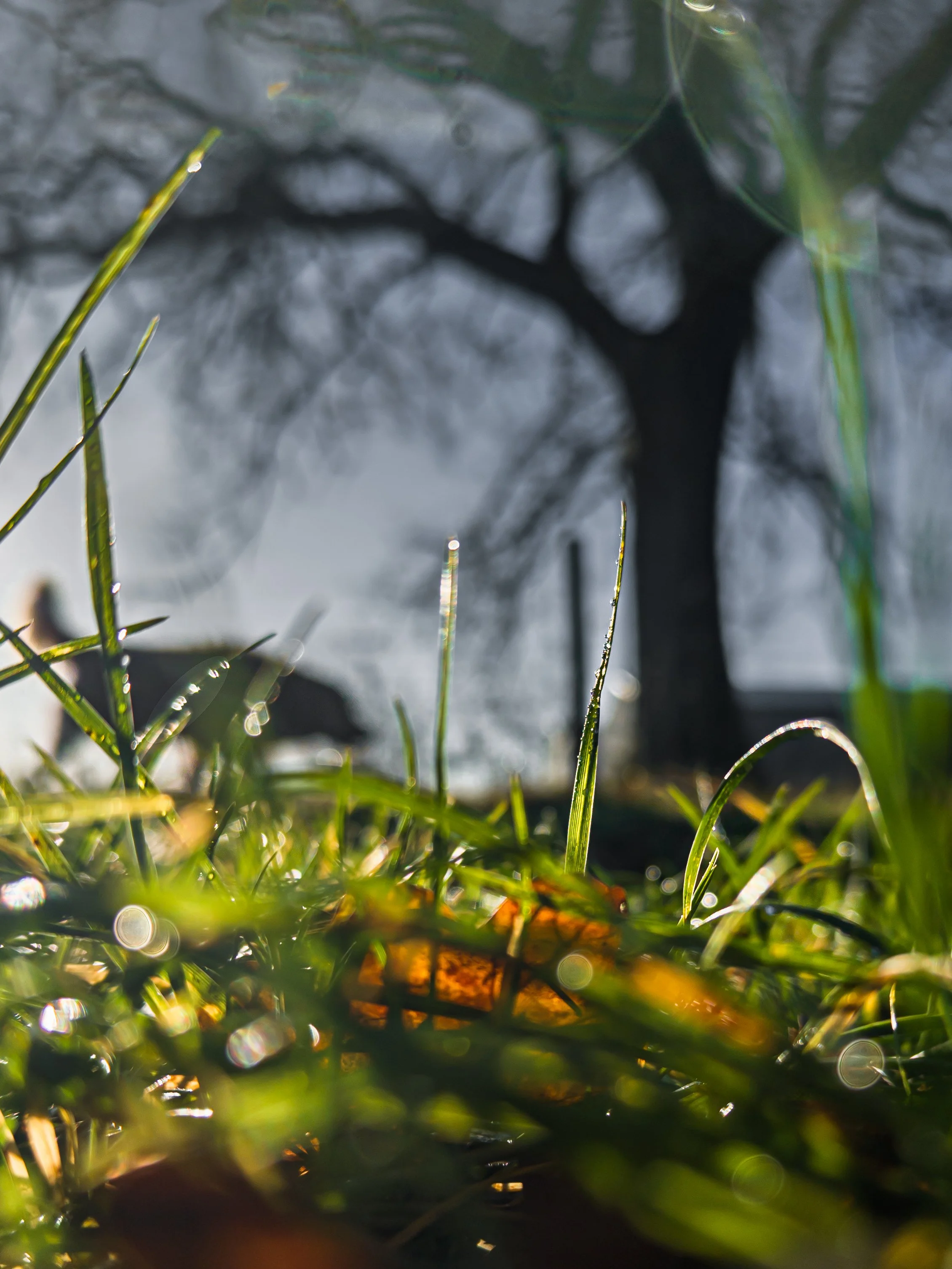 “Grass-Level Sunburst” — Vic Steadman