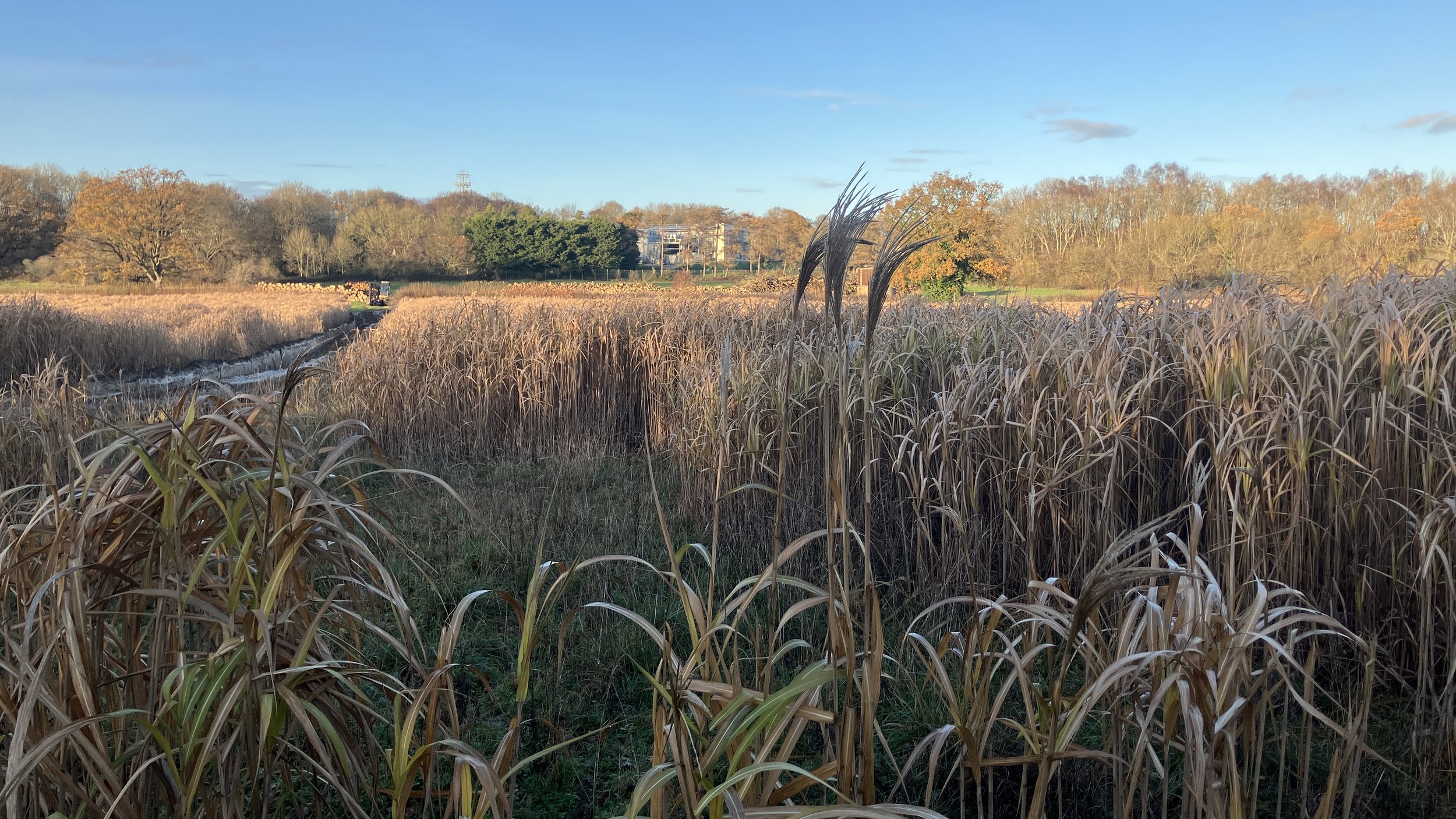 “Marsh Panorama” — Norman