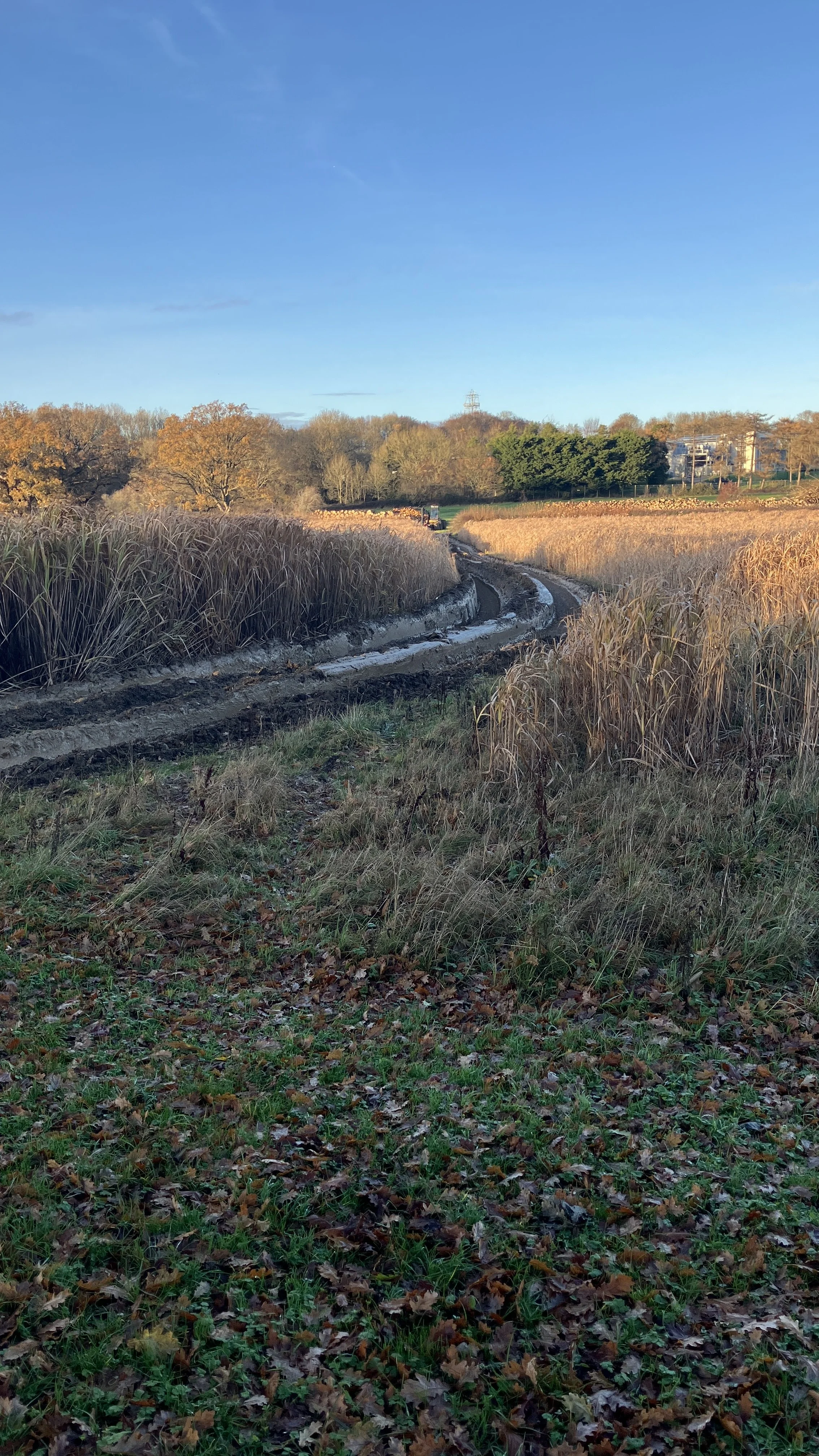  “Marsh Path II” — Norman