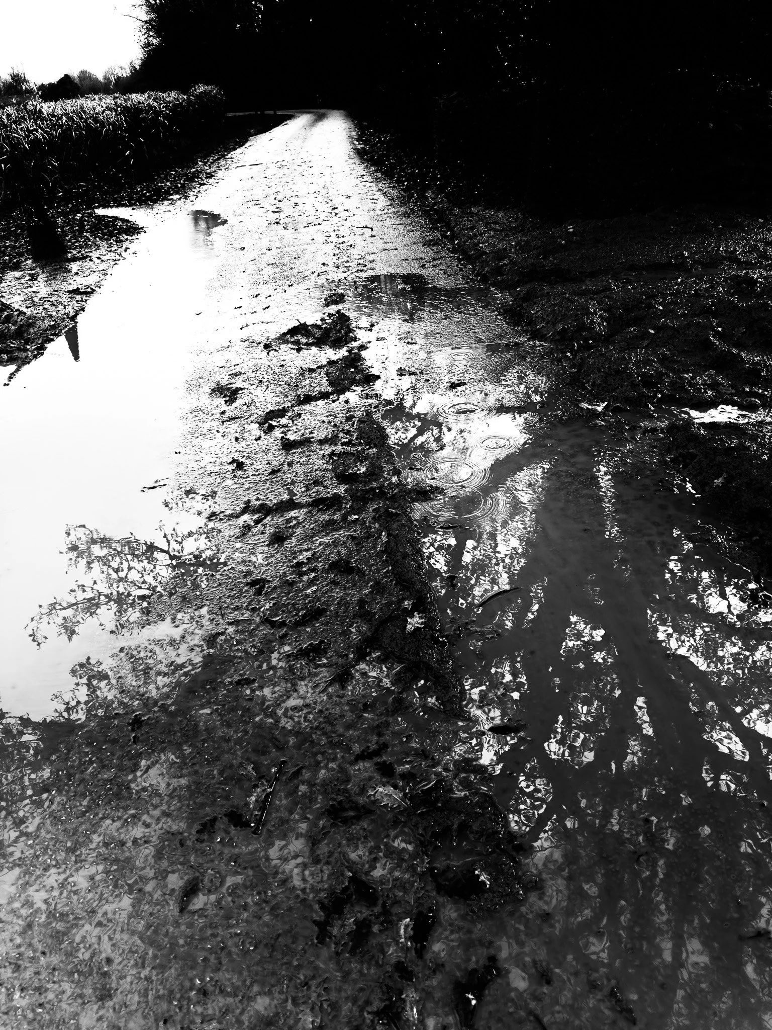 Vic Steadman – black &amp; white muddy path