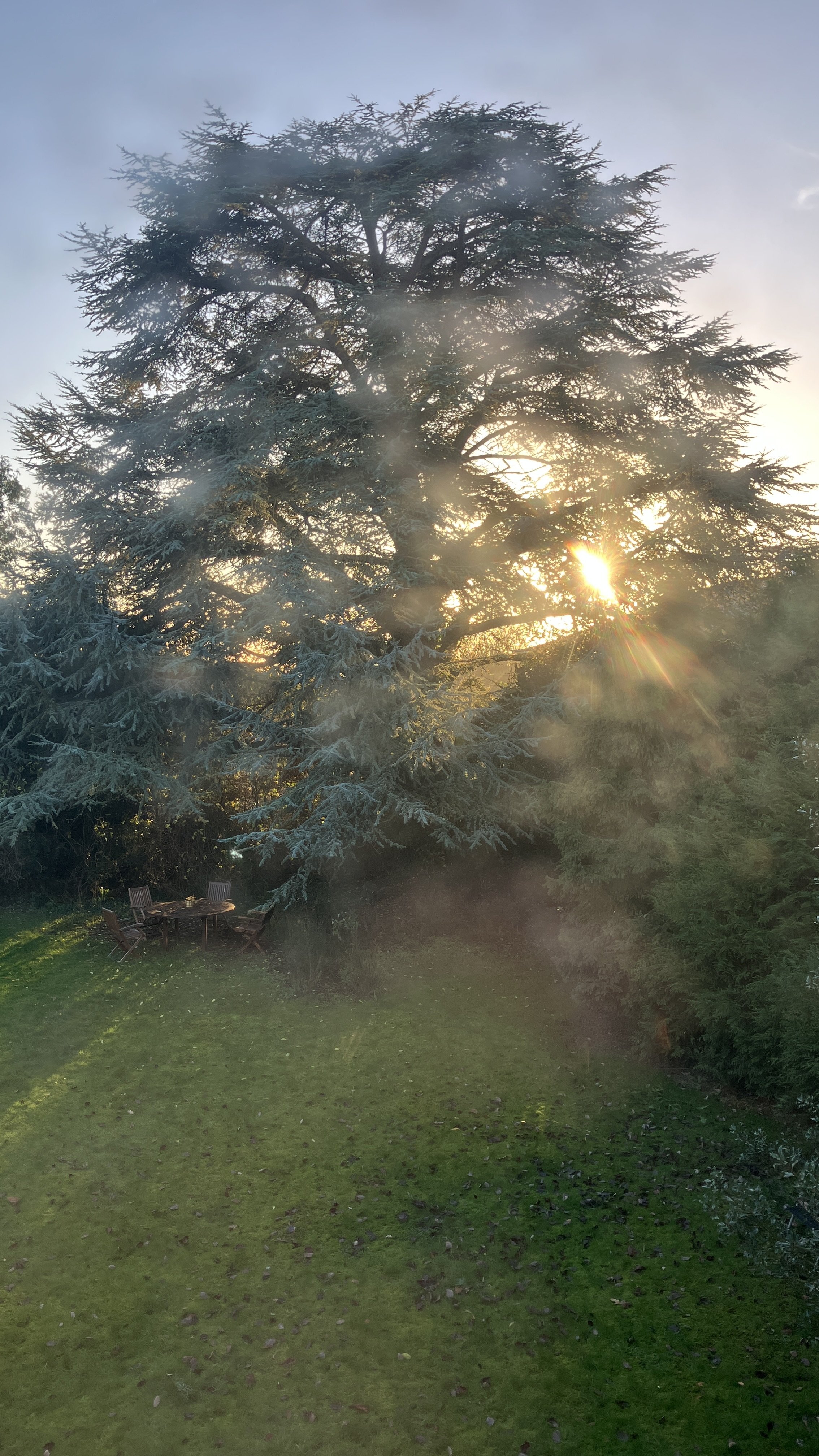 Norman - sunlight through trees