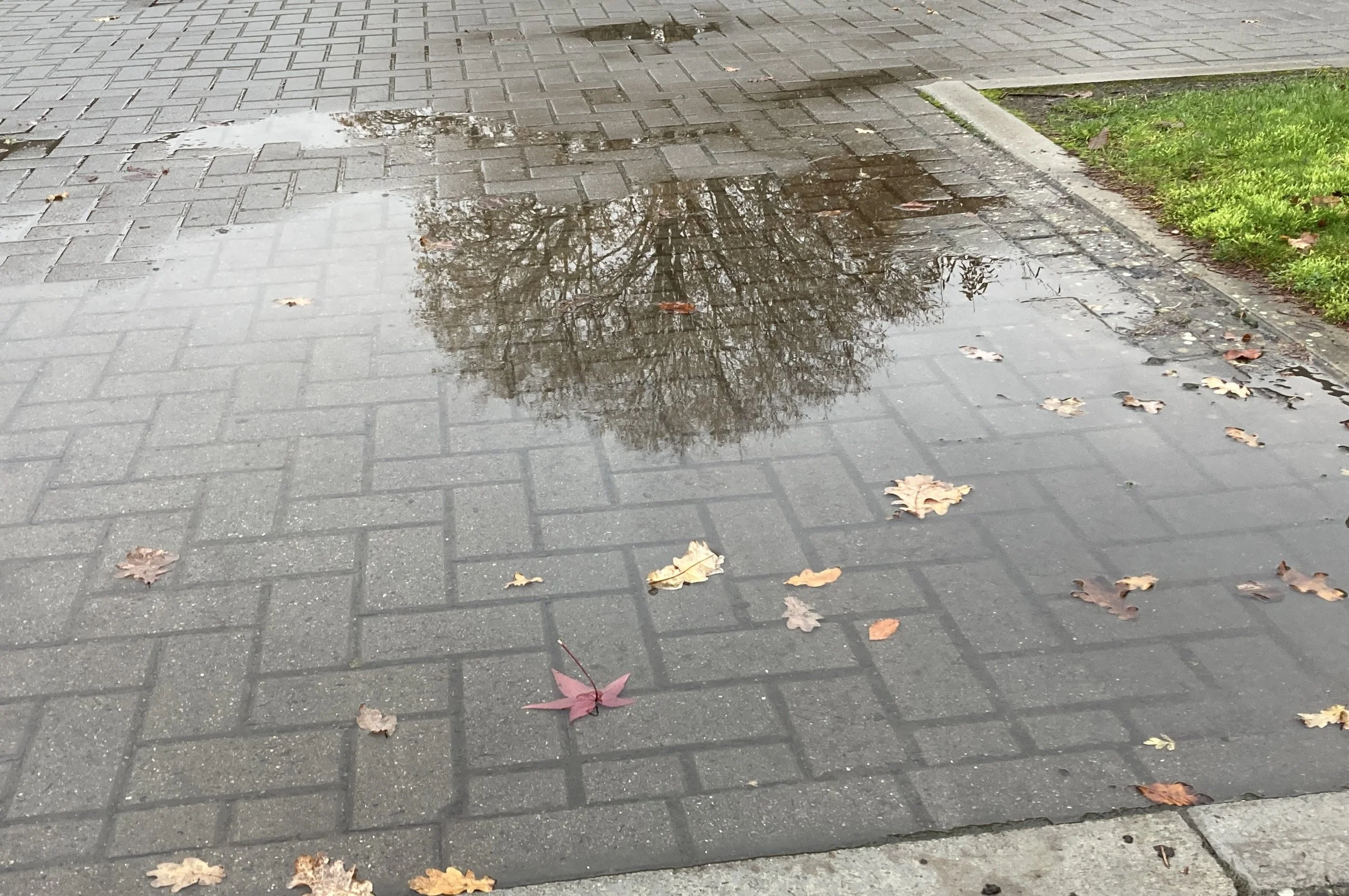 Sue Warren – pavement puddle reflection
