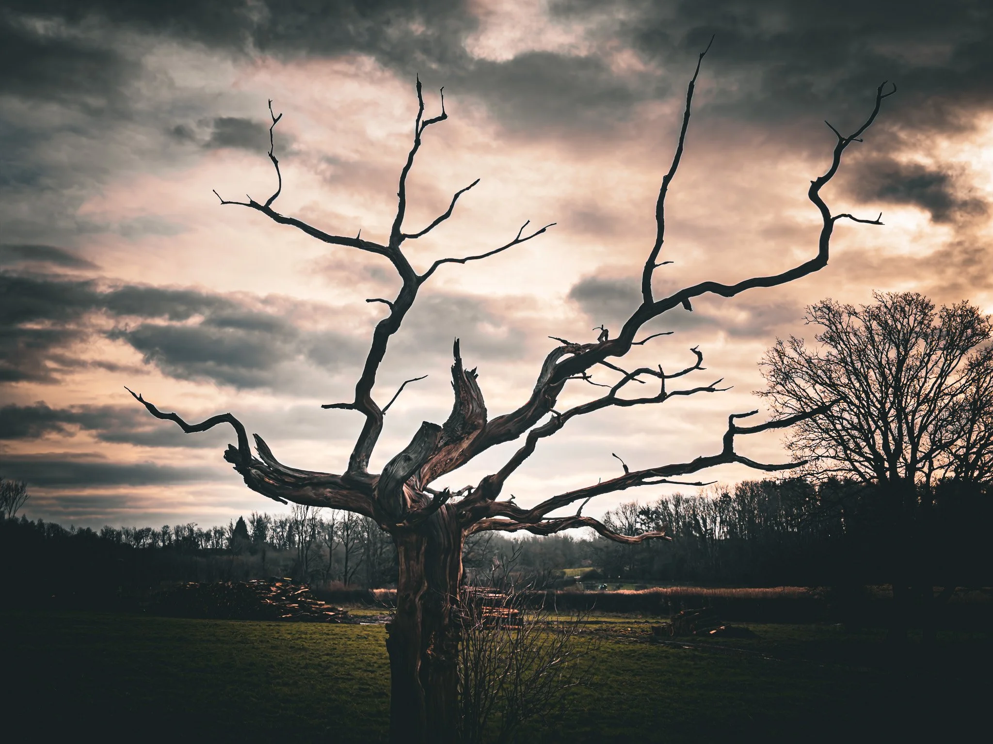 Vic Steadman – Storm-lit Oak Tree