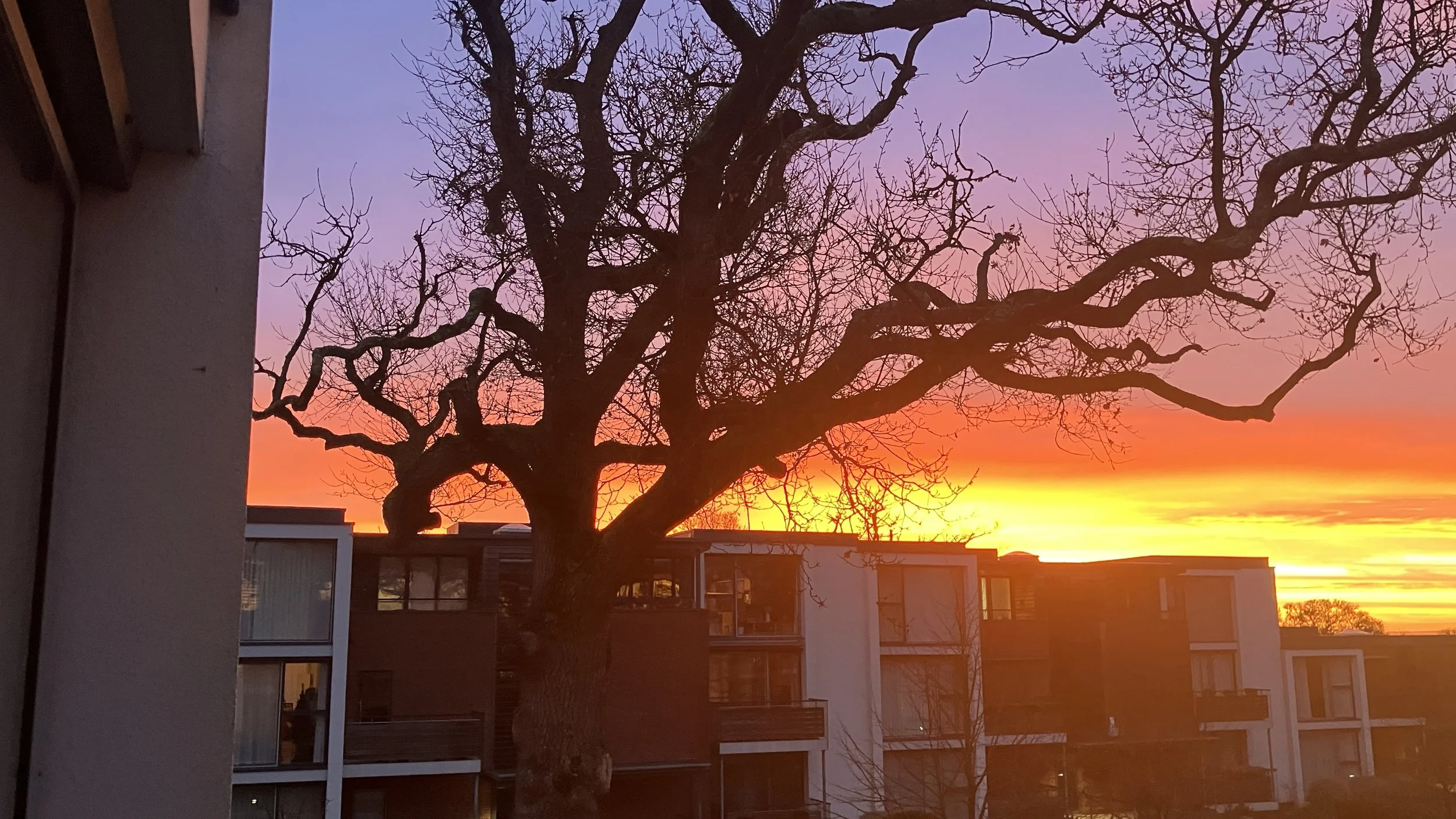 Norman – Sunset Through the Oak Canopy