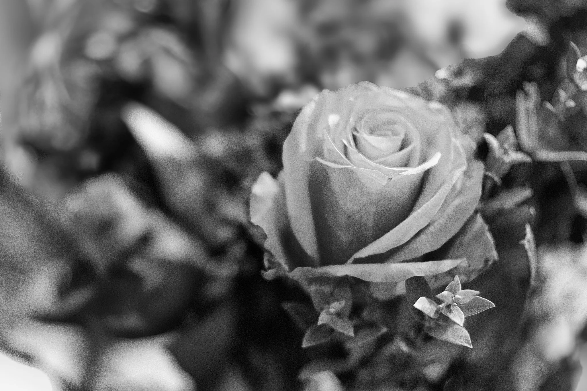 Vic Steadman – (Soft-focus rose, monochrome)