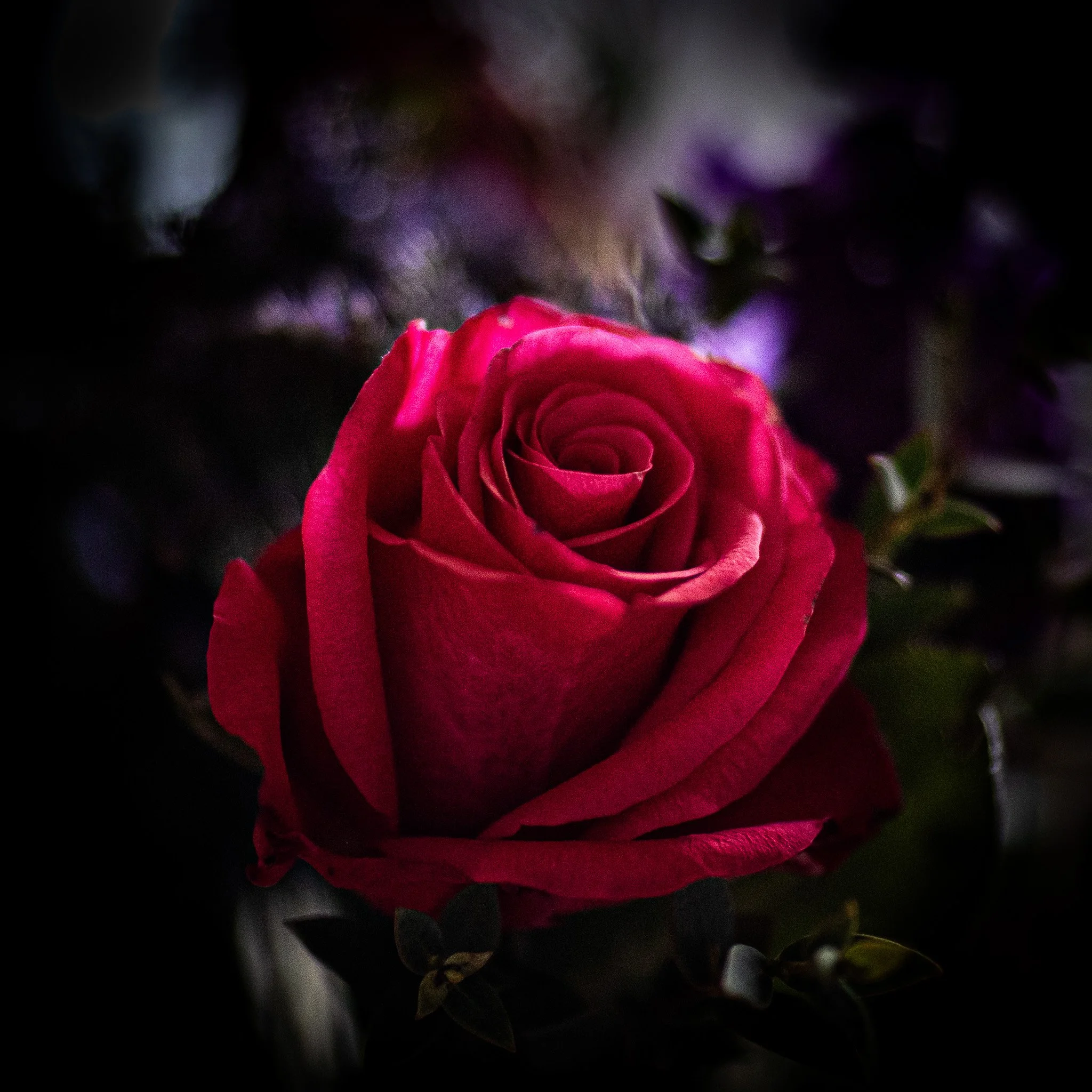 Vic Steadman – (Red rose on dark background)