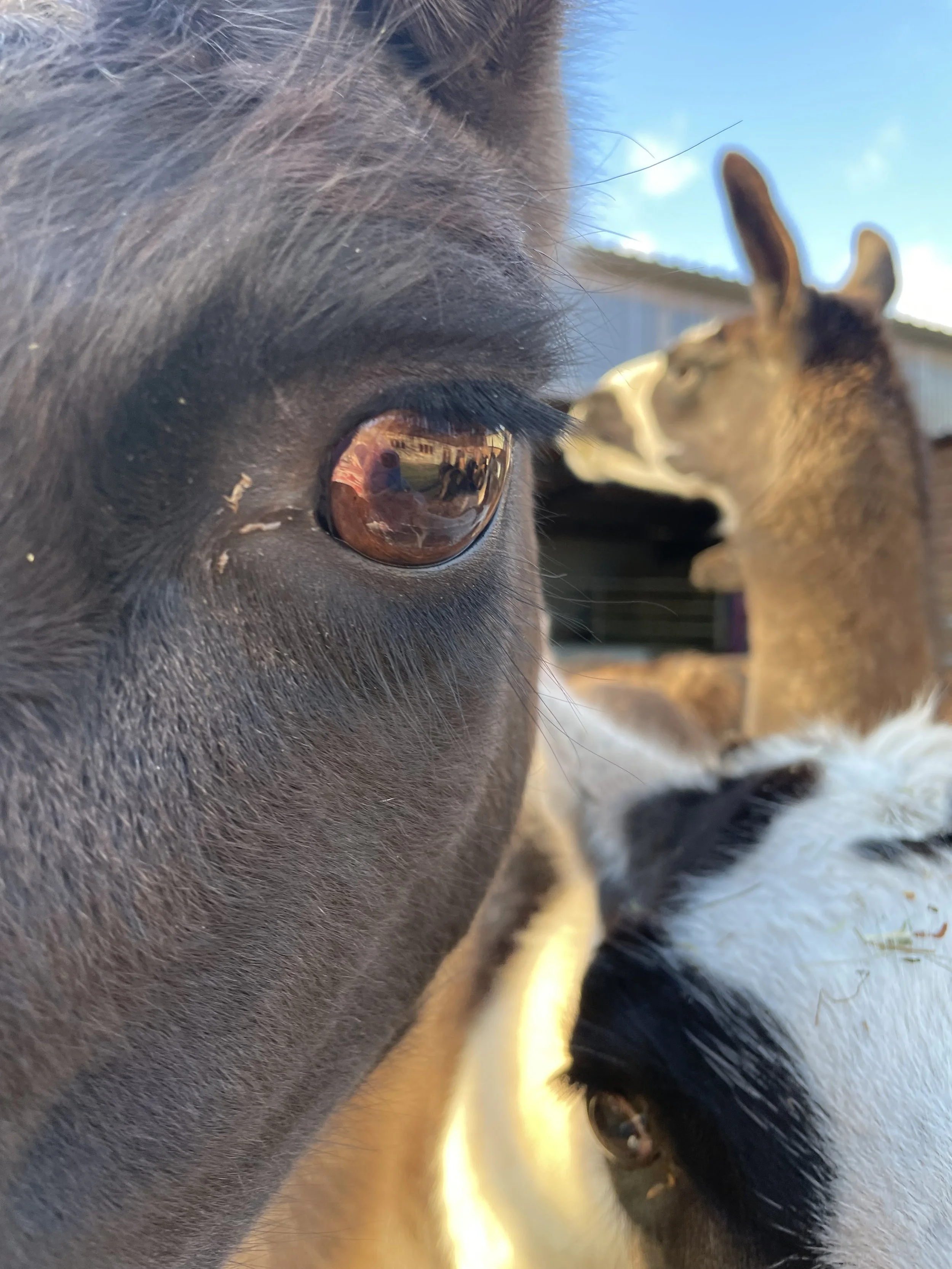 Diana Ross – (Close-up alpaca eye and faces)