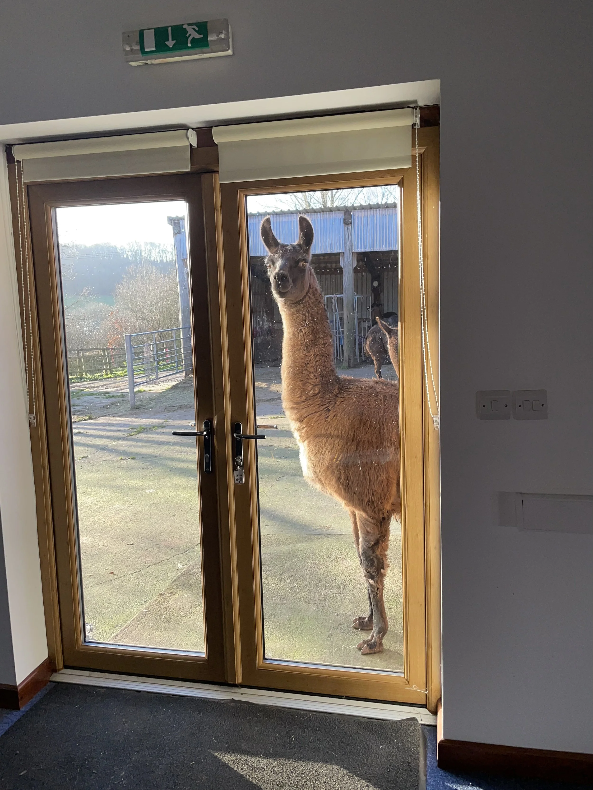 Diana Ross – (Alpaca at the glass door)