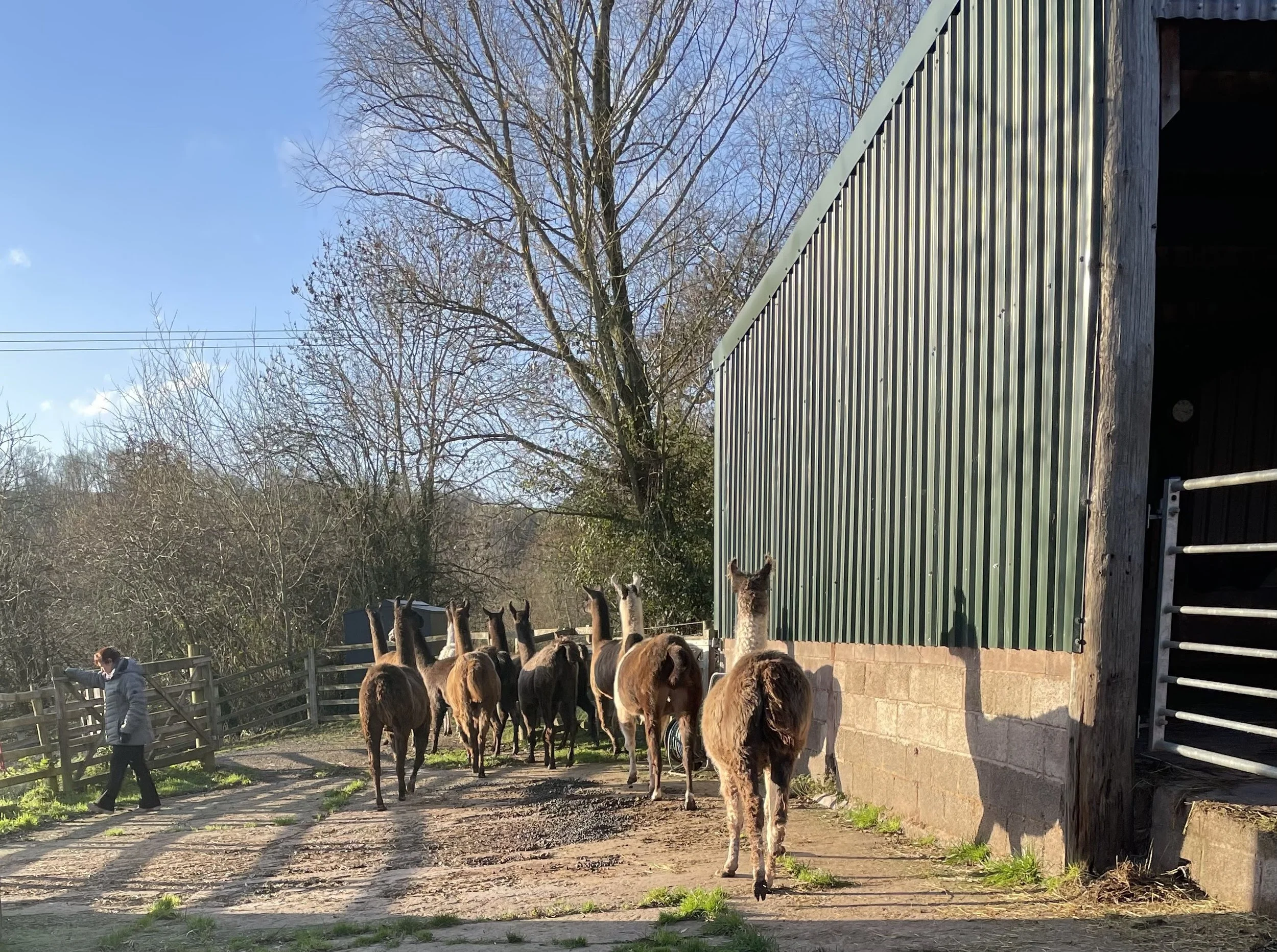 Diana Ross – (Alpacas being herded past the barn)