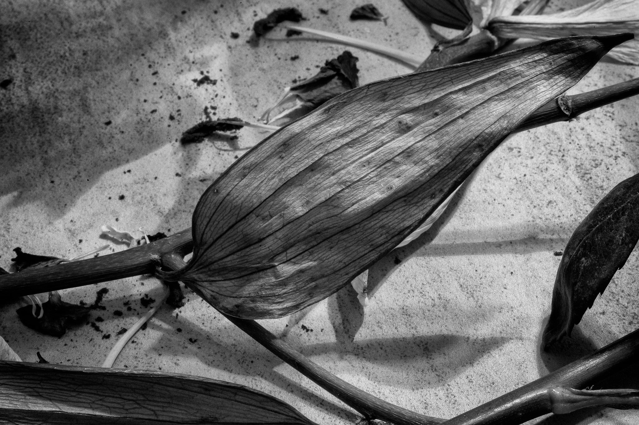 Vic Steadman – (Wilted flower head, monochrome)