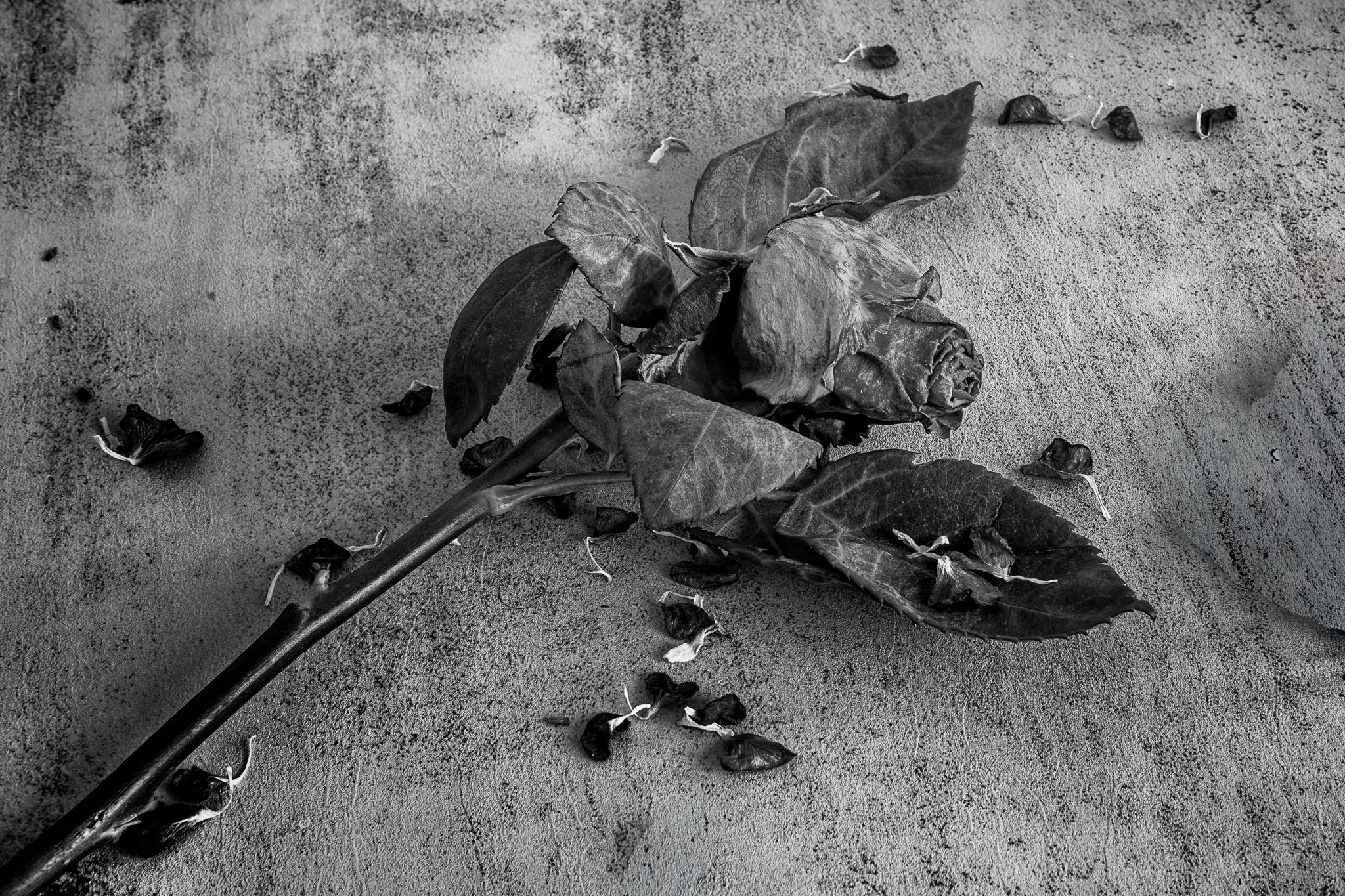 Vic Steadman – (Fallen rose with scattered petals)