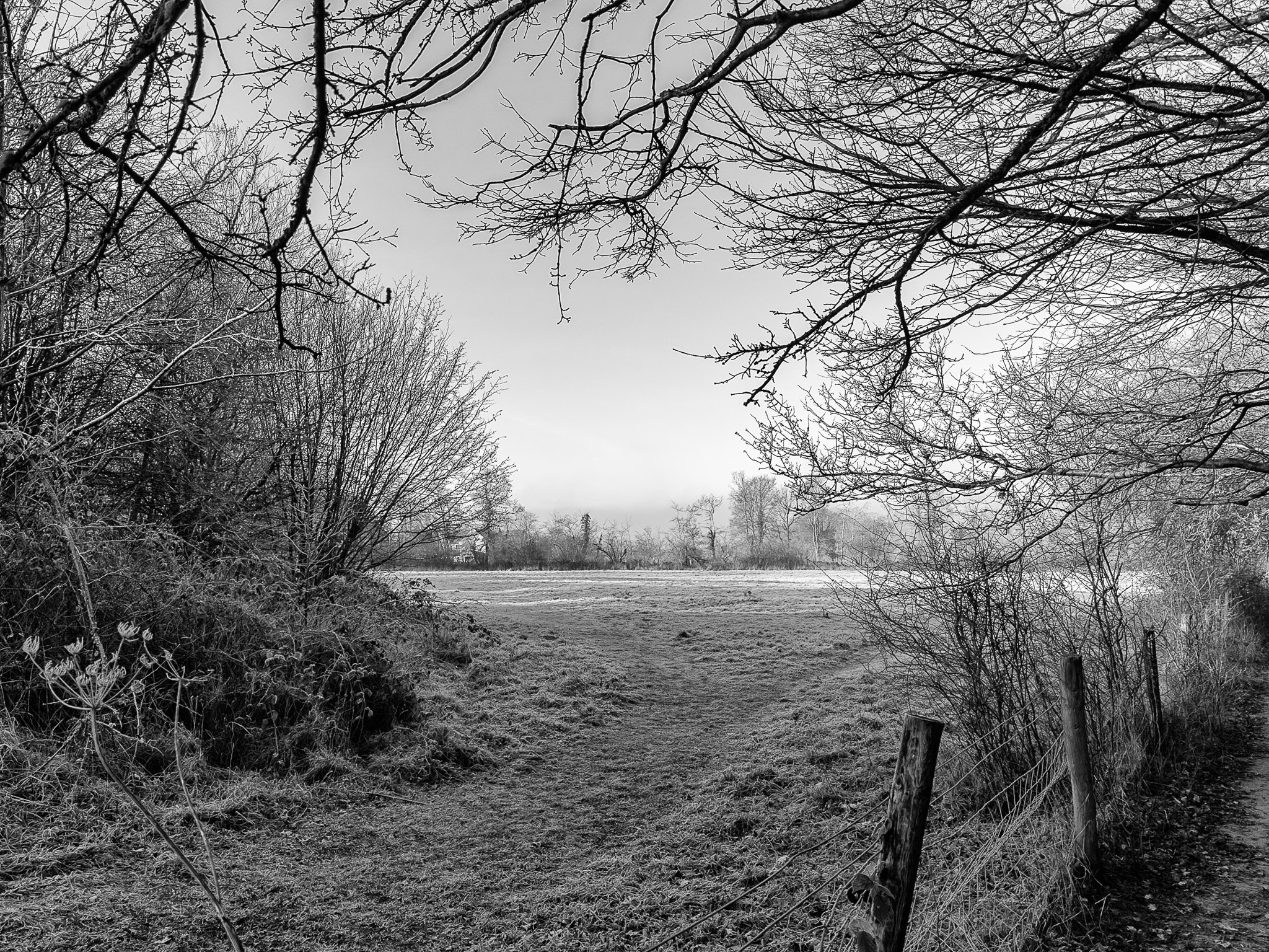 Vic Steadman – Frosty Field with Framing Trees