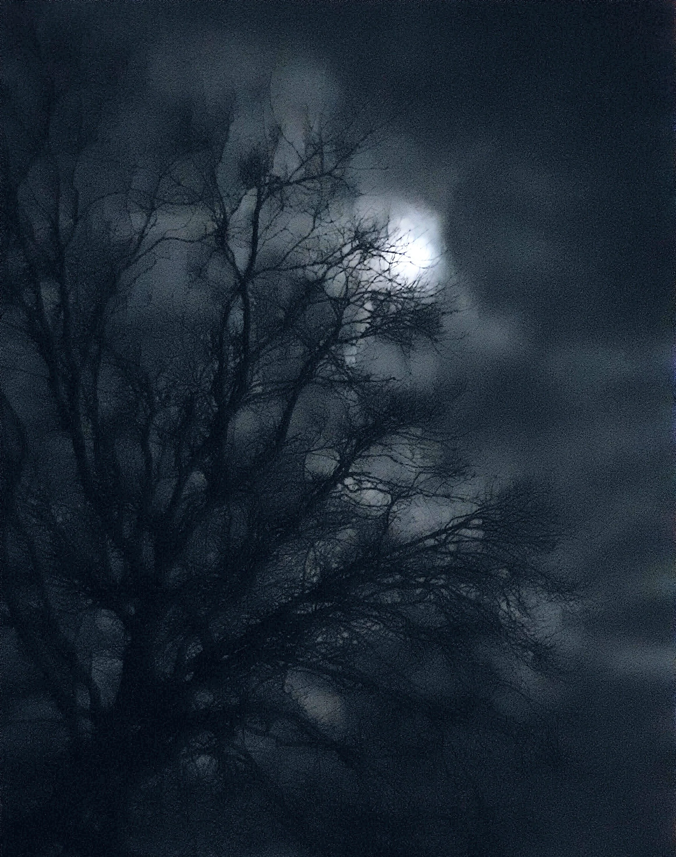 Patricia Buckland – Winter Moon I