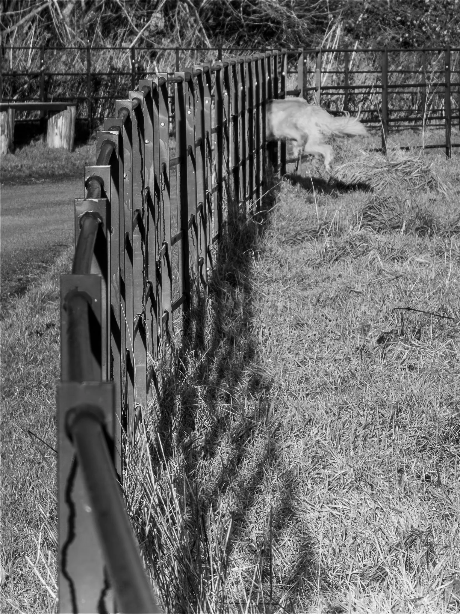 Vic Steadman – Frosted Fence