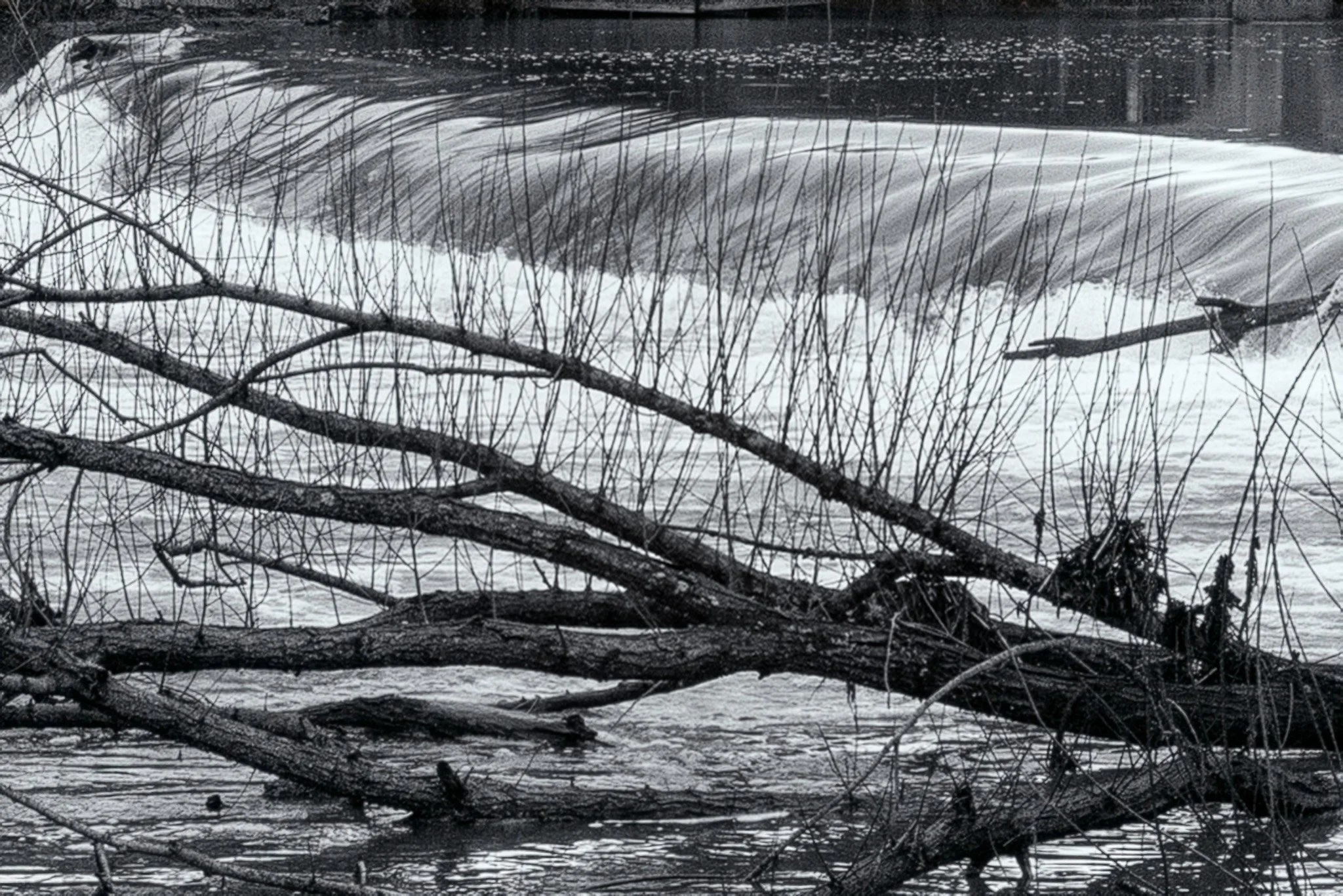 Vic Steadman – Branches in Flow