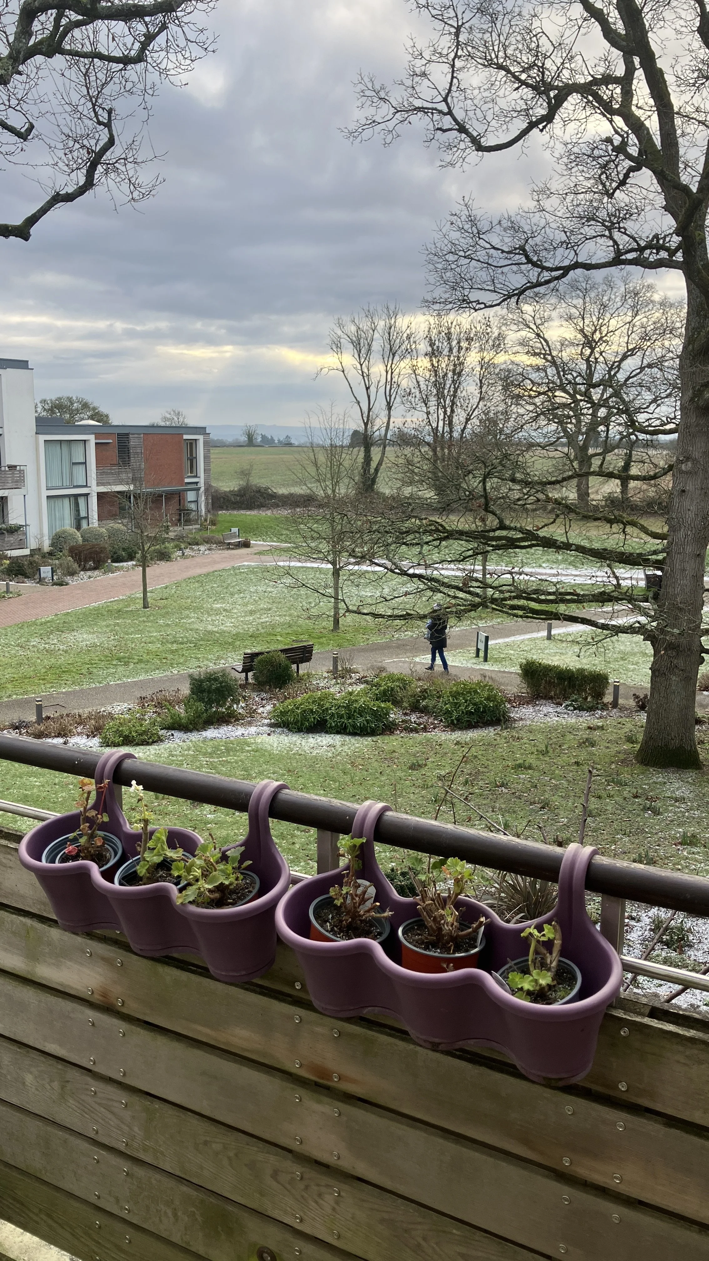 Norman – Evening Garden Geometry