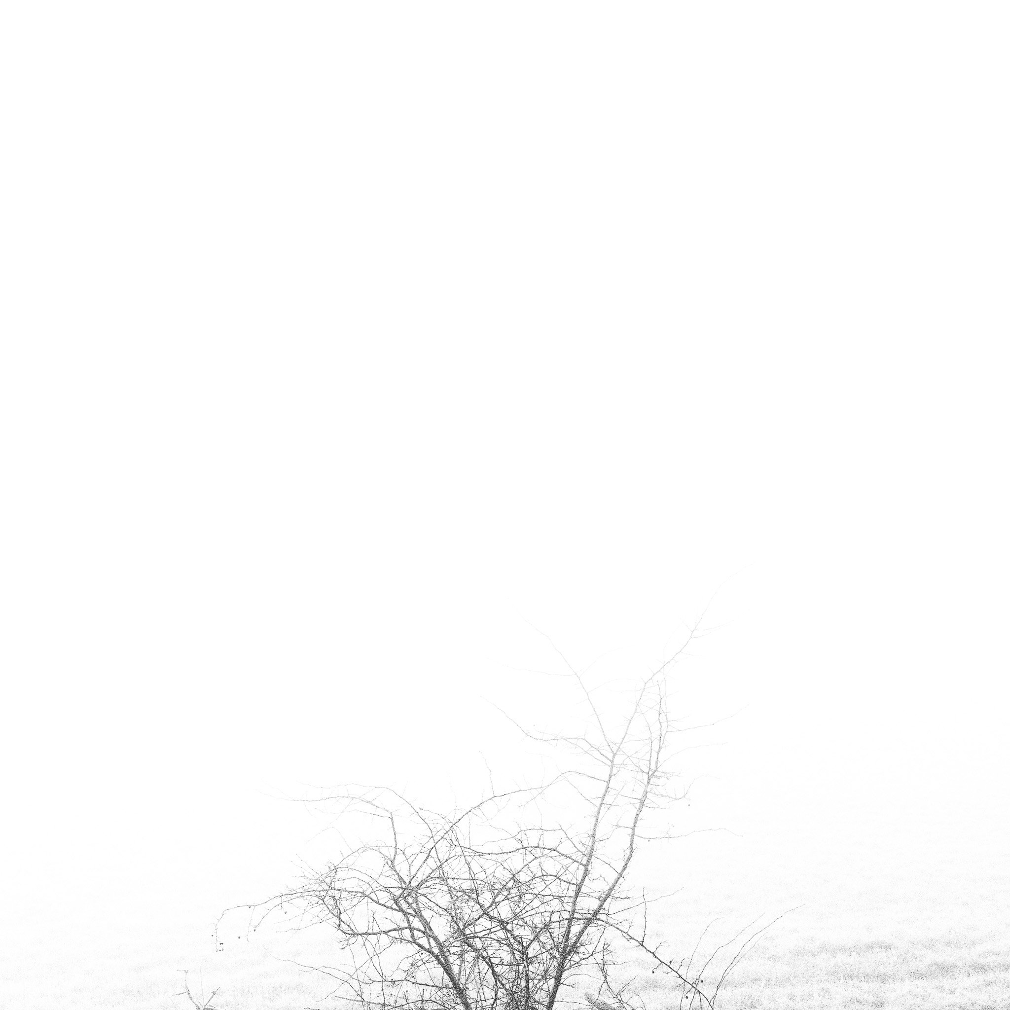 Vic Steadman – Barely There