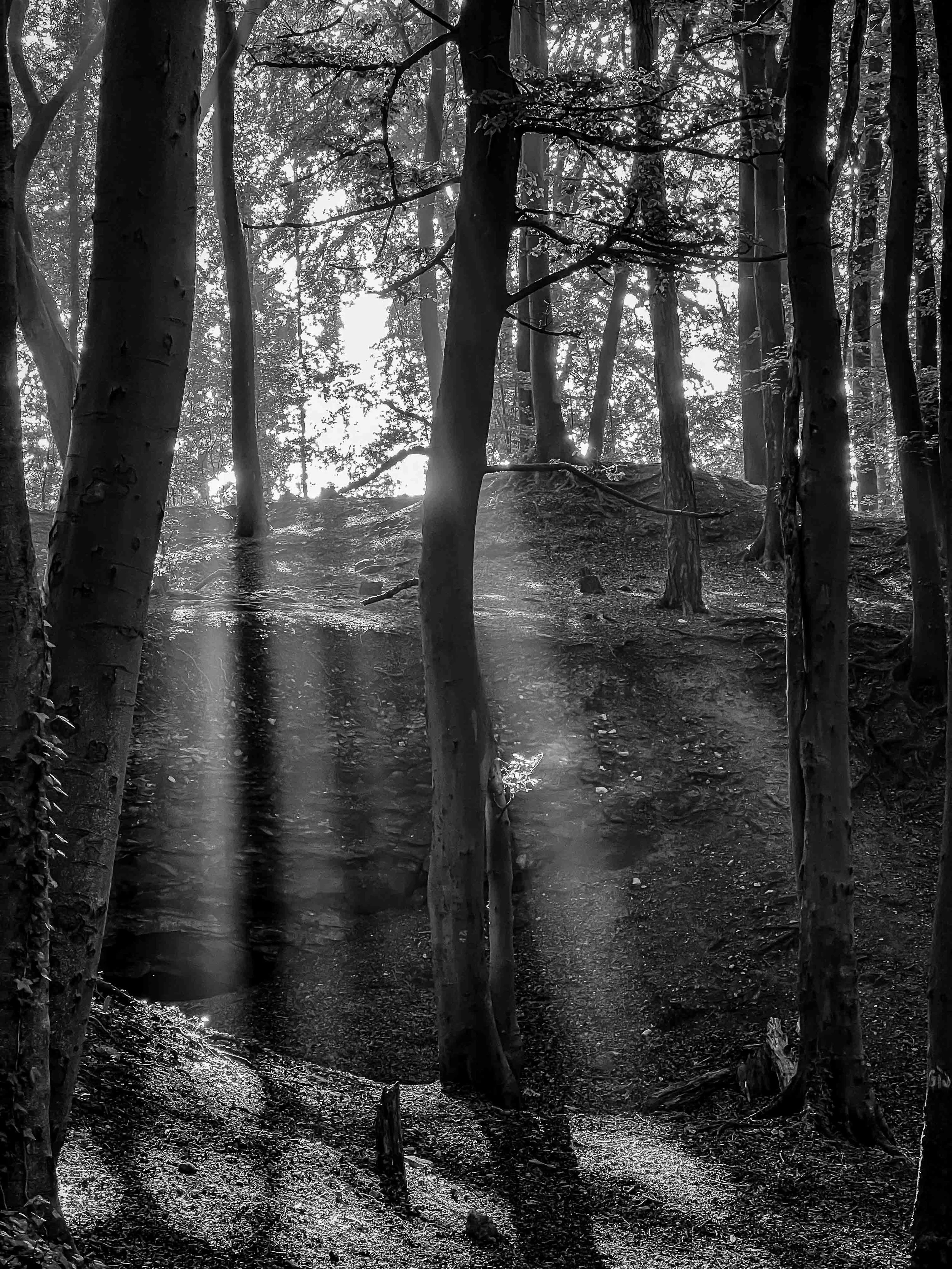 Shafts of light in Quarry Woods