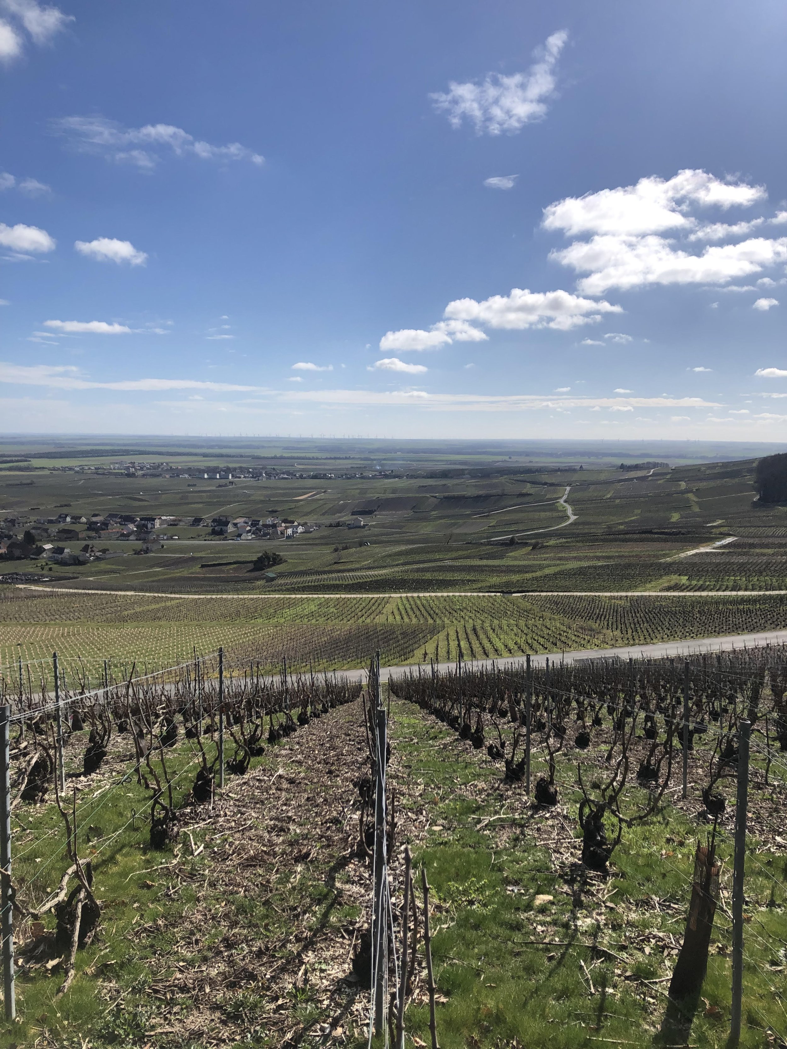 Grand Cru champagne versus Premier Cru champagne - and why you shouldn’t care (too much)