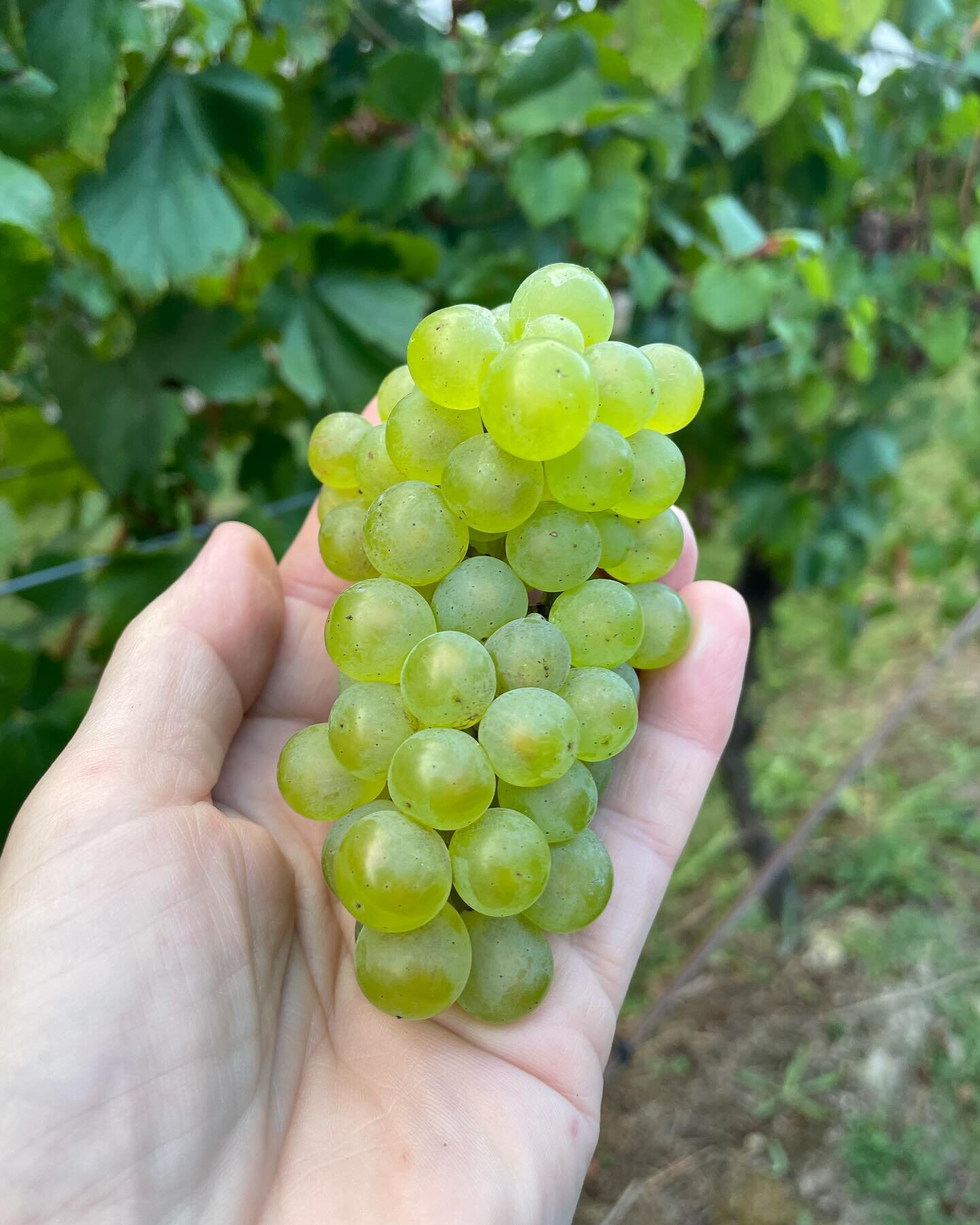 Beautiful bunches of Yarra Valley Chardonnay and Pinot Noir from the Jumping Creek vineyard that I&rsquo;m now managing. Fruit looking amazing and can&rsquo;t wait to see what the wine looks like 🤩🤩

#yarravalley #wine #yarravalleywine #chardonnay 