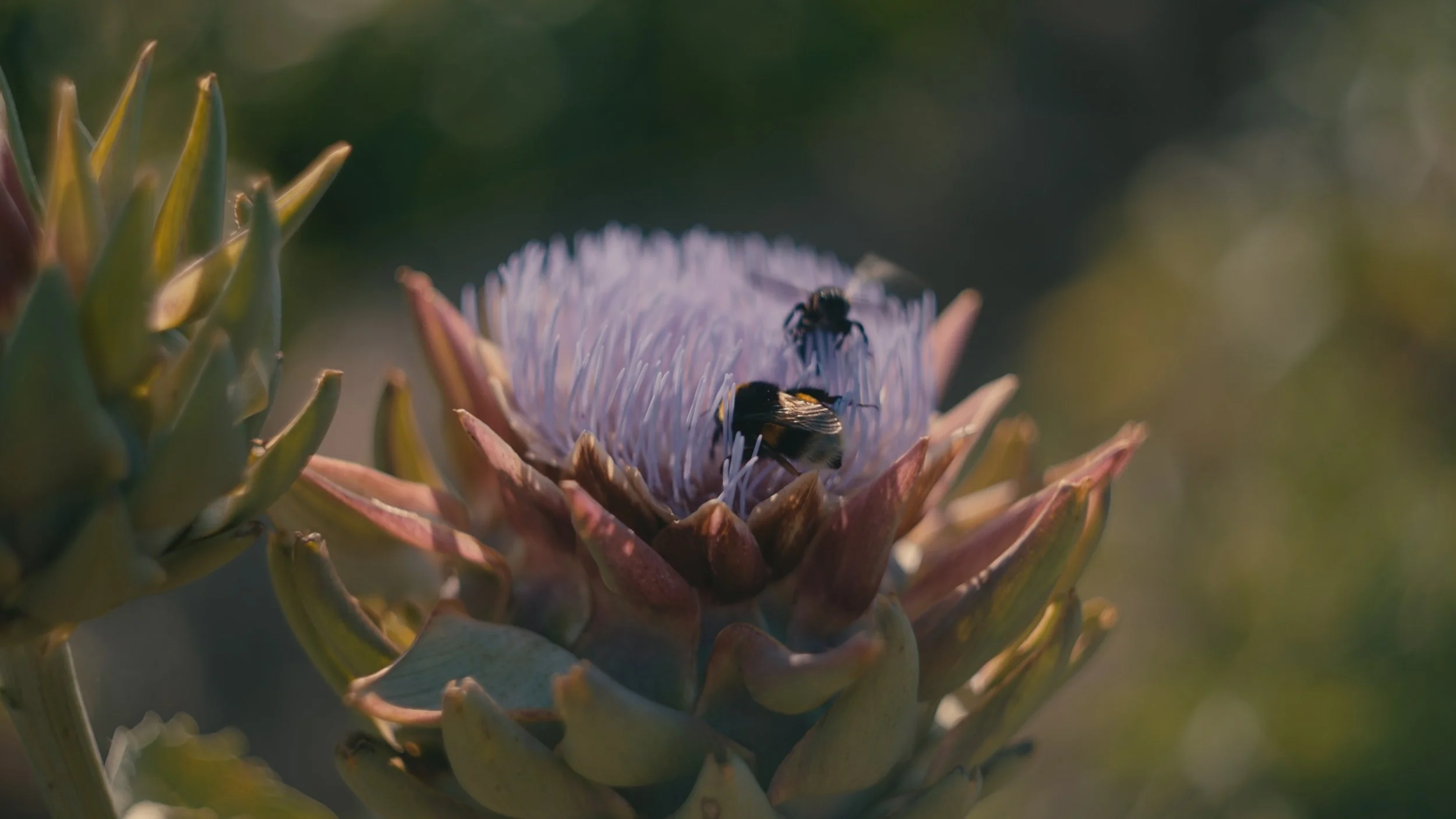 2023-07-09_orto_sintropico_amadeco_carcofi_bumble_bee.jpg