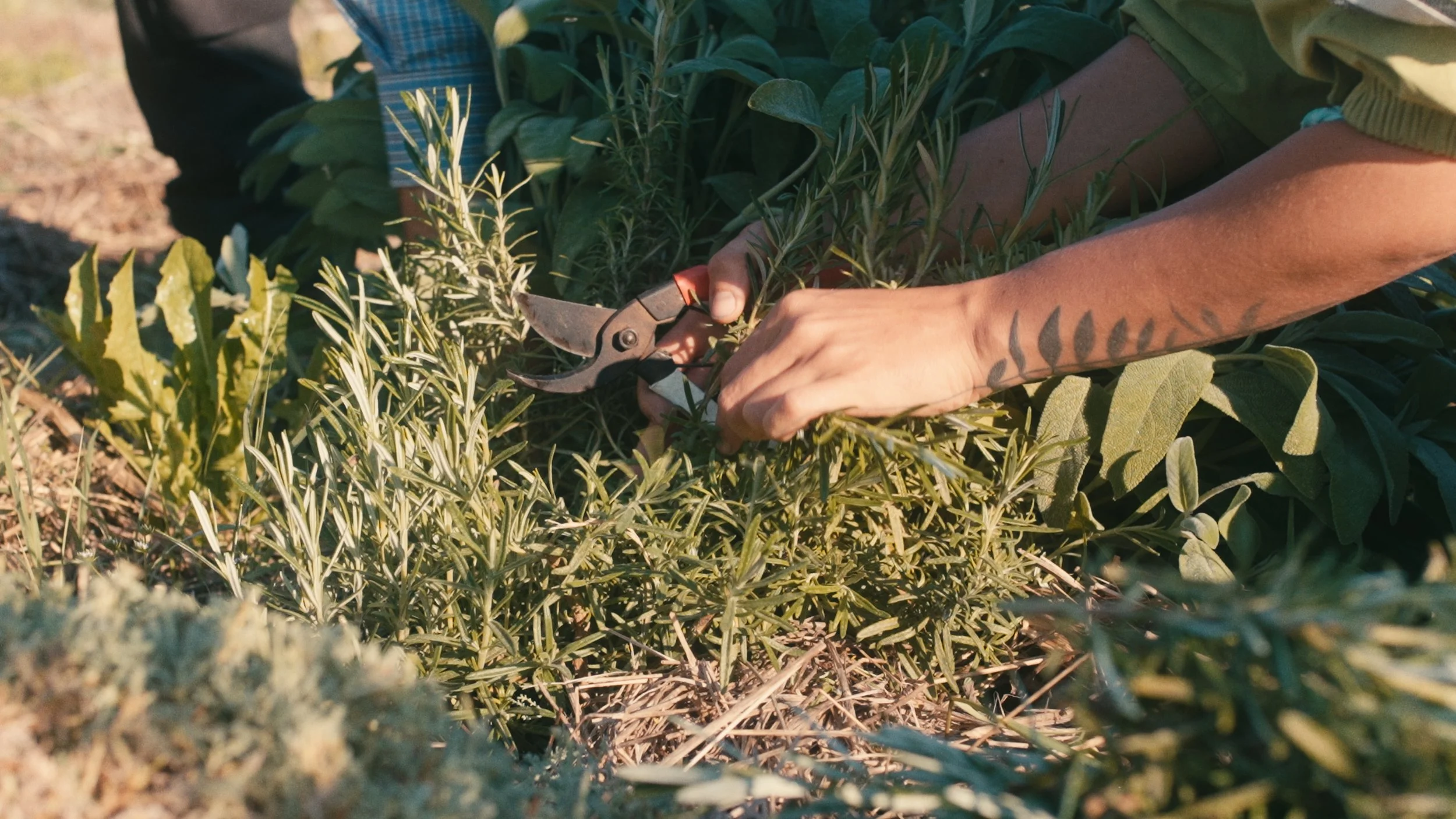 2024-05-13_orto_pruning_aromatics_7.jpg