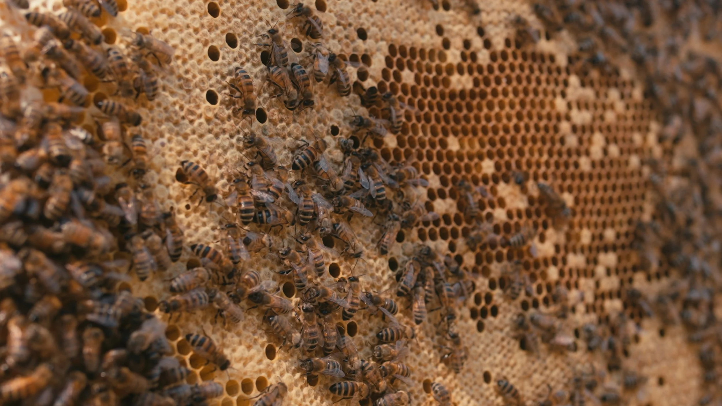 Close-up of honeybees on a honeycomb cell structure inside a beehive.