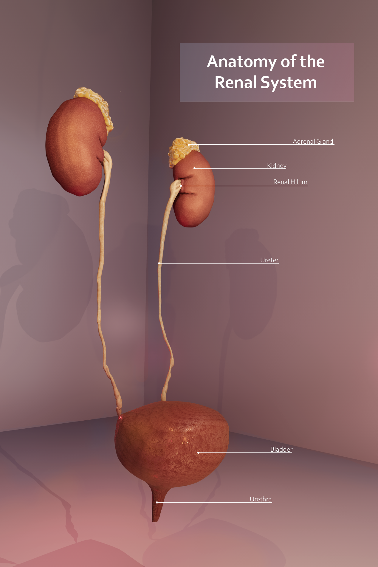 KIDNEYS FINAL (1).png