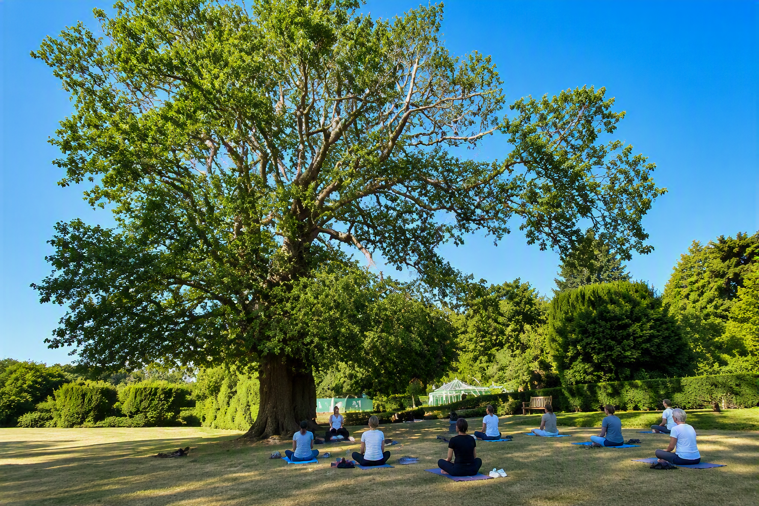 People practicing yoga outdoors under a large tree in a park.