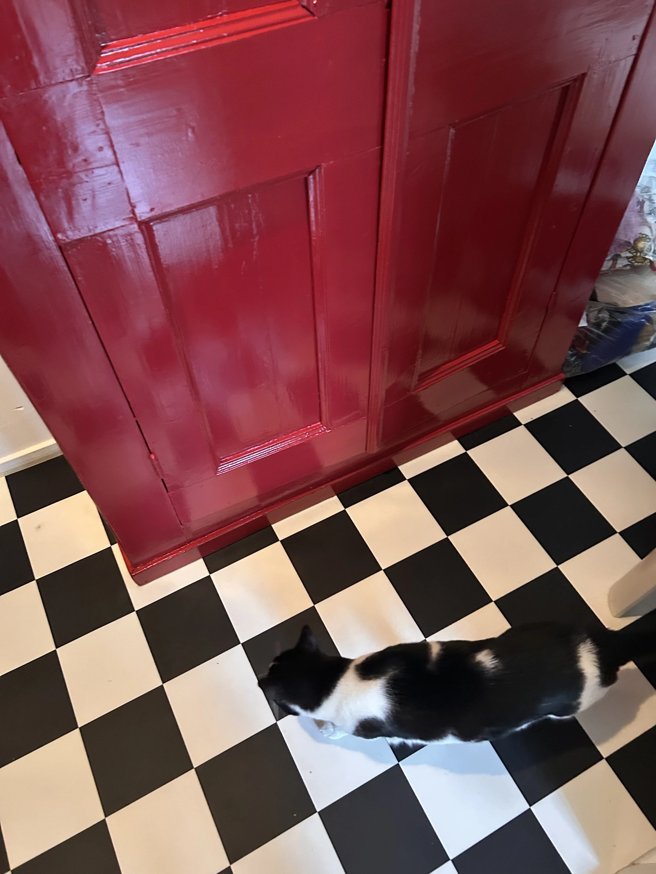 Rectoryred_cat.jpg