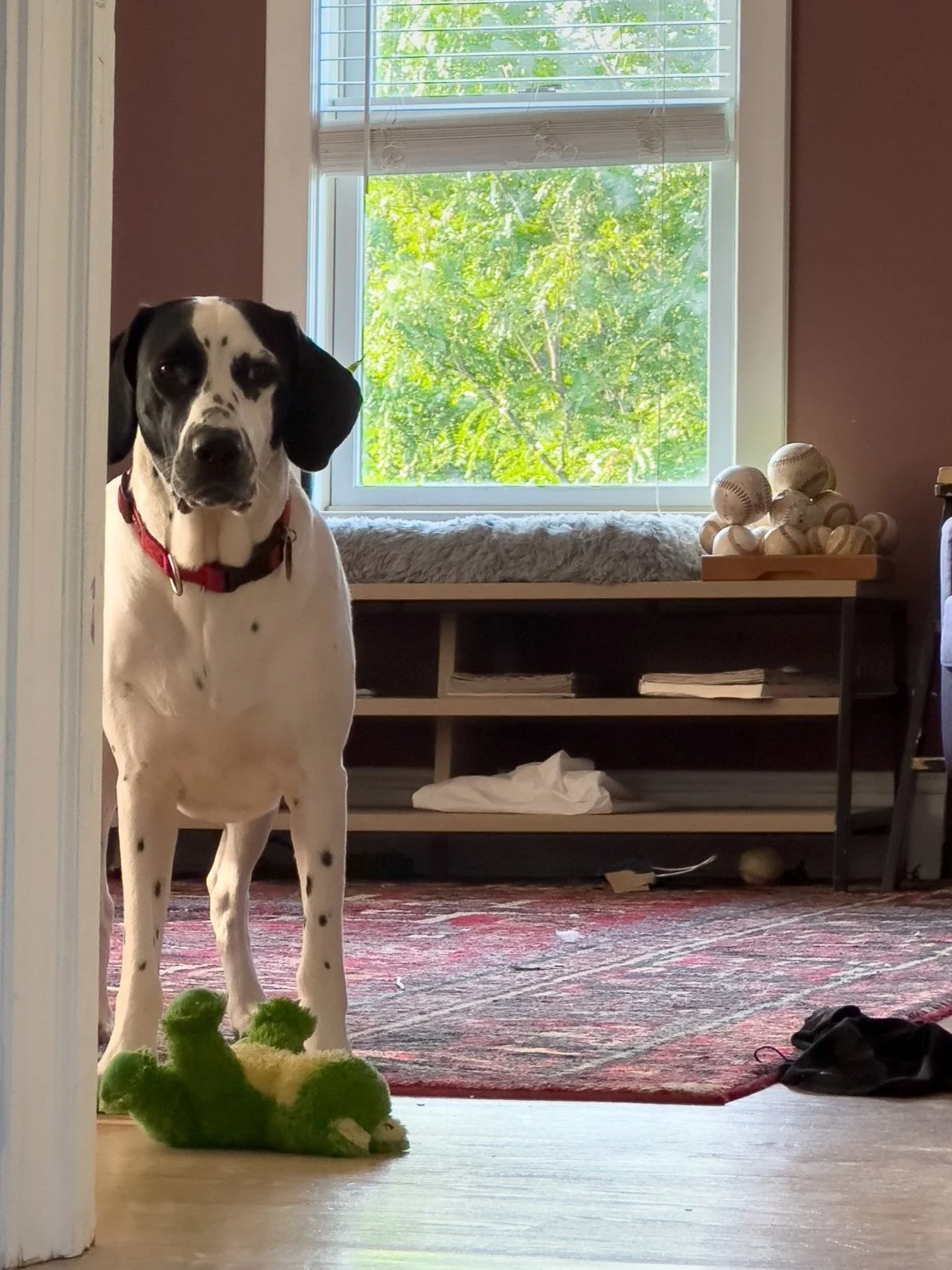 Dog Walk Philosophy: Bean Boseman Neil