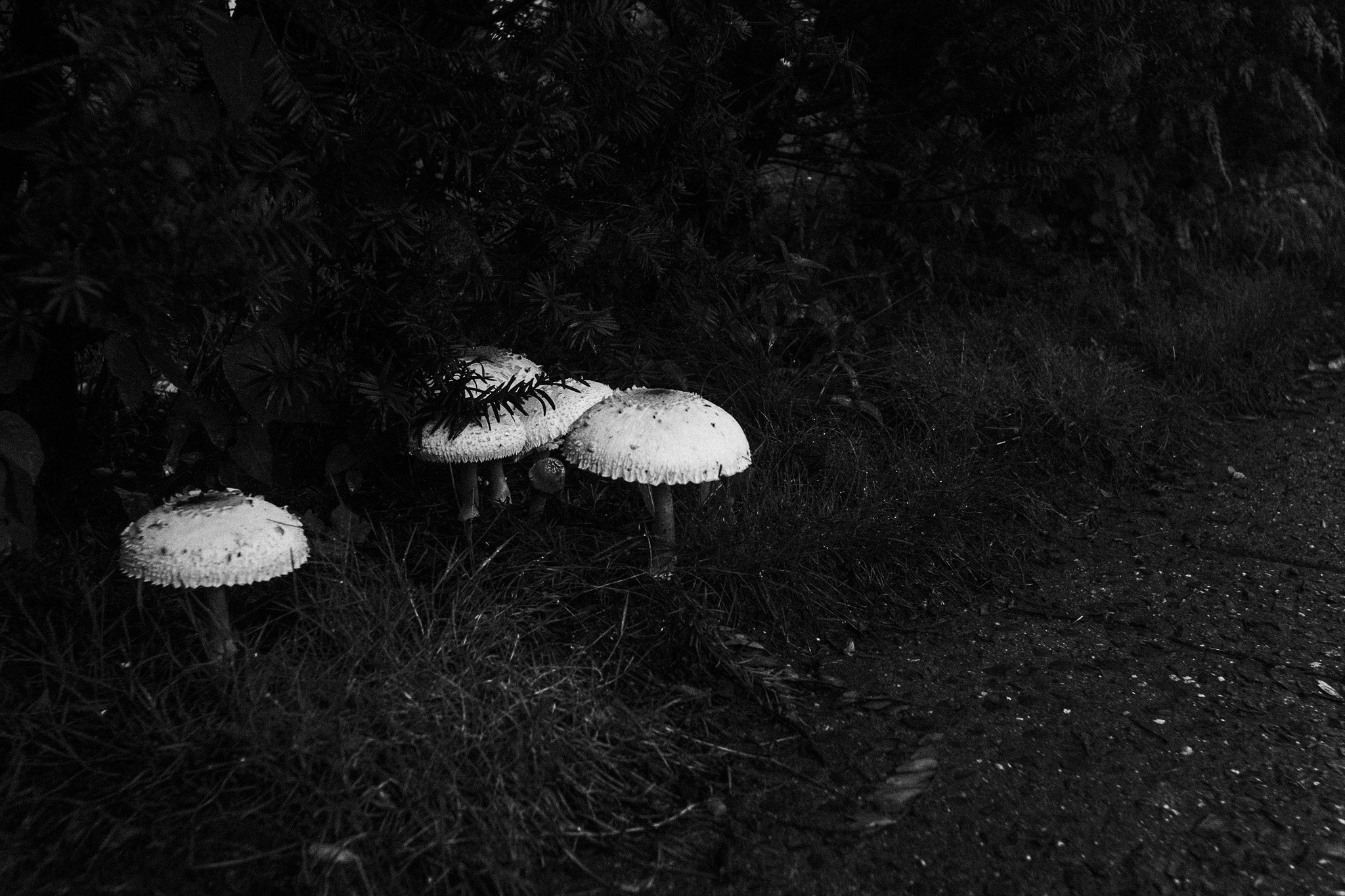 Dog Walk Philosophy: Shoot Mushrooms