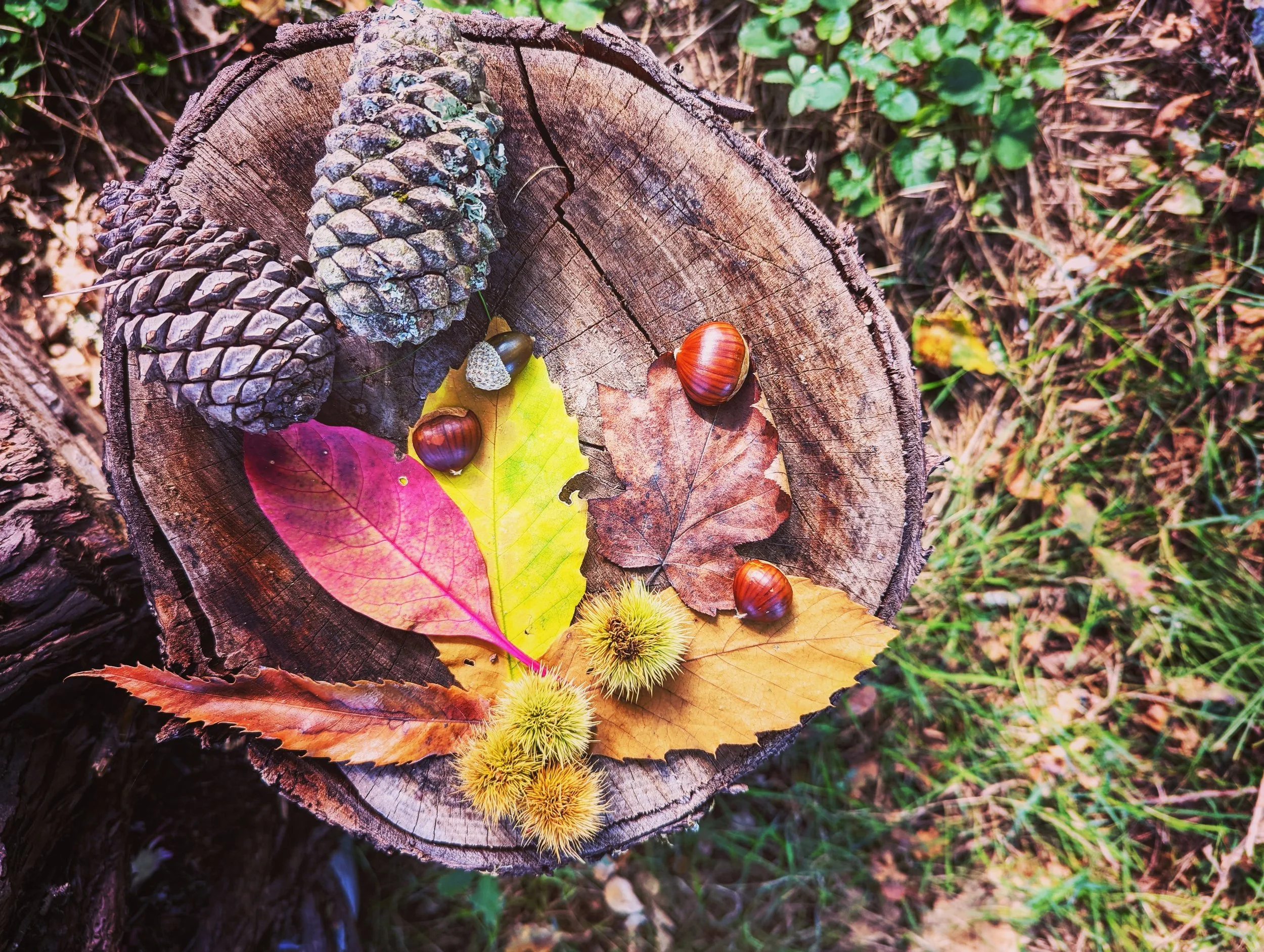 pommes de pin, chataignes et feuilles colorées d'automne pour atelier de yoga sur les saisons