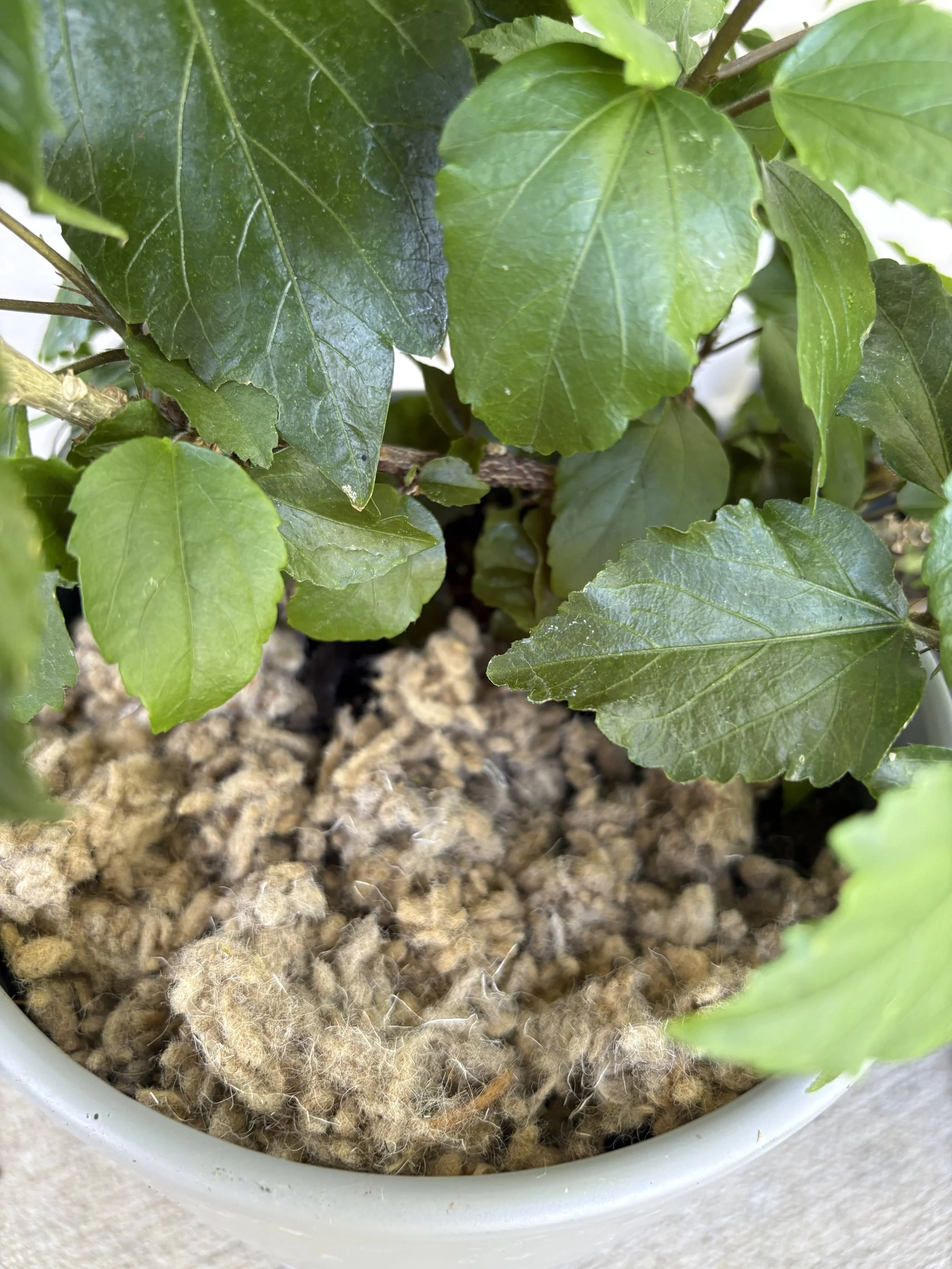 Shreds with Hibiscus Tiny.jpg