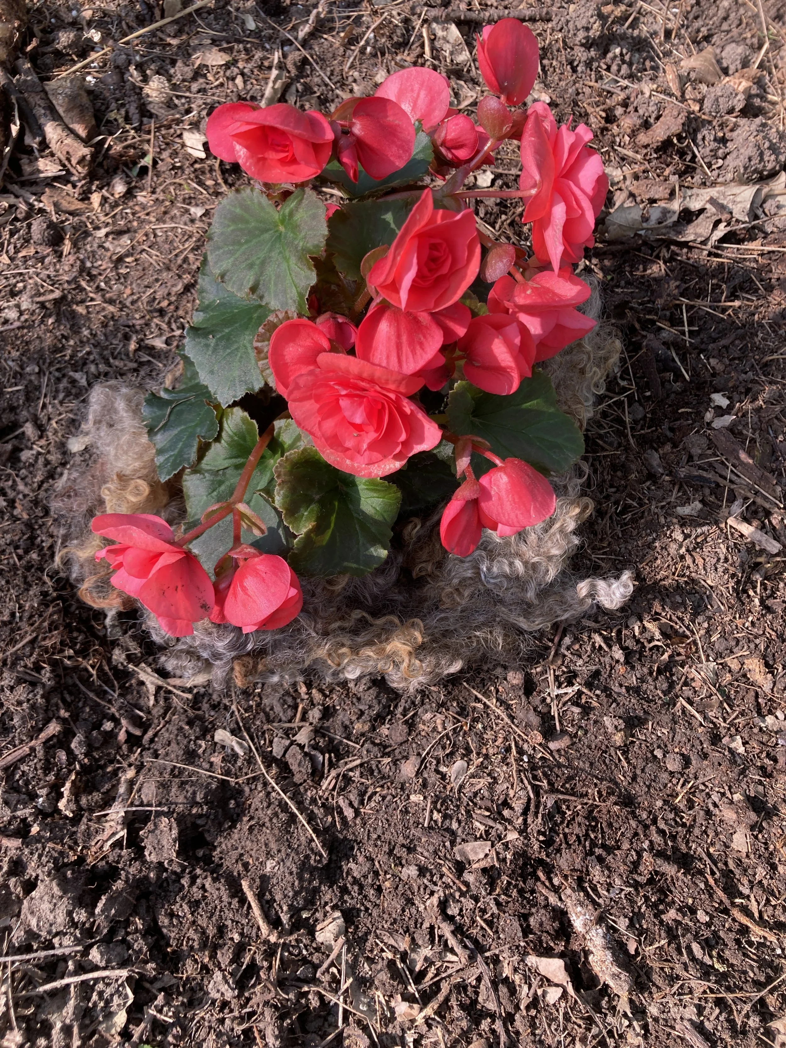 Fleece w Begonia.JPG