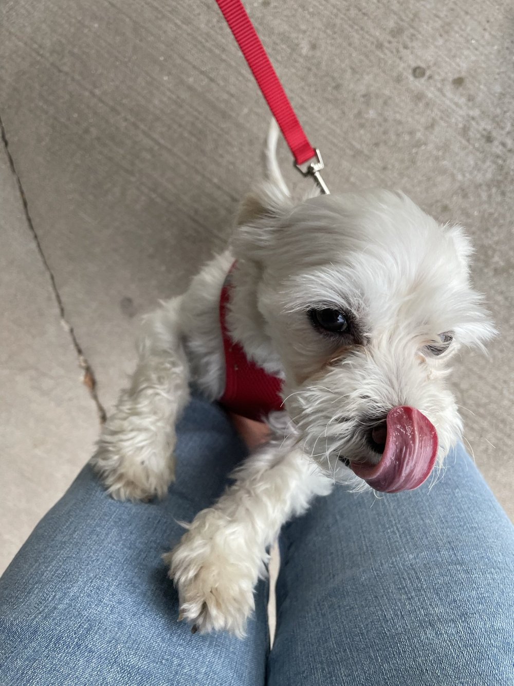 The Vault Pet Supplies