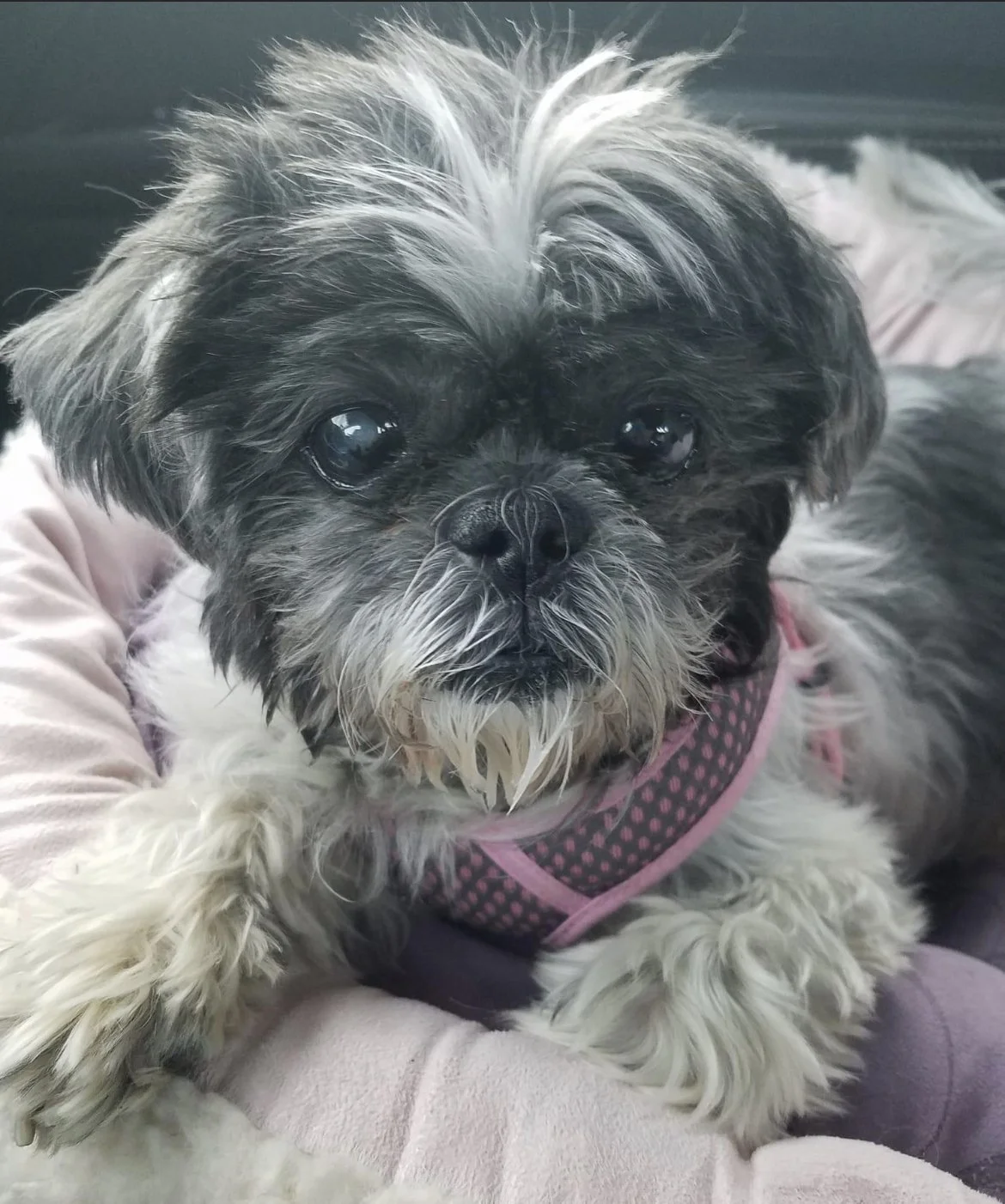 The Vault Pet Supplies