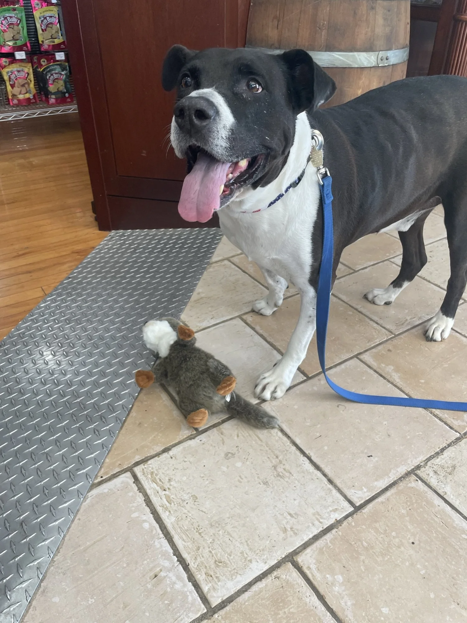 The Vault Pet Supplies