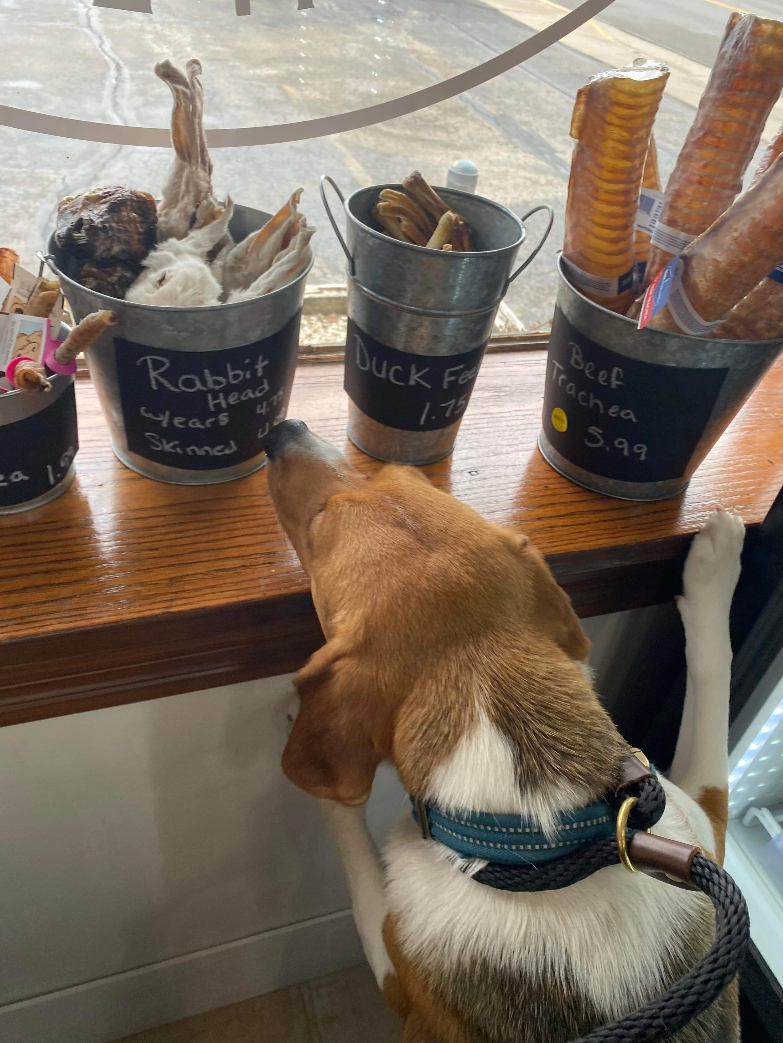 The Vault Pet Supplies